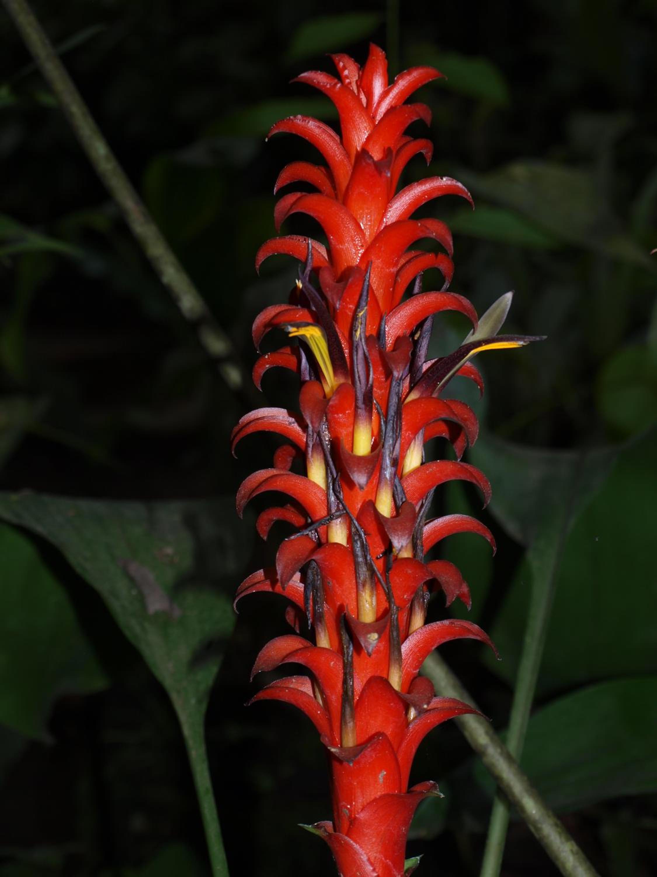 Cabañas Armonía y Jardín de Orquídeas