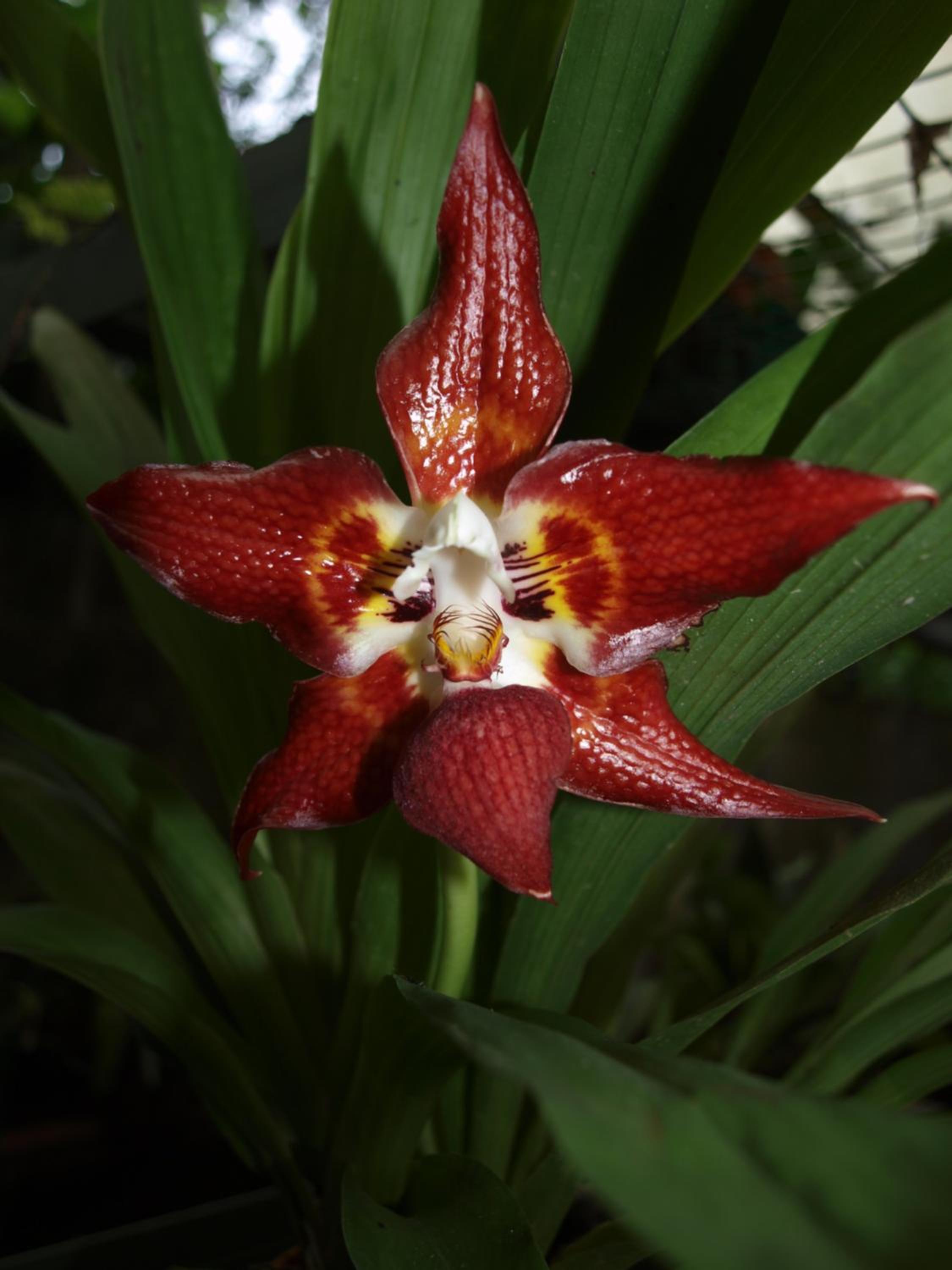 Cabañas Armonía y Jardín de Orquídeas