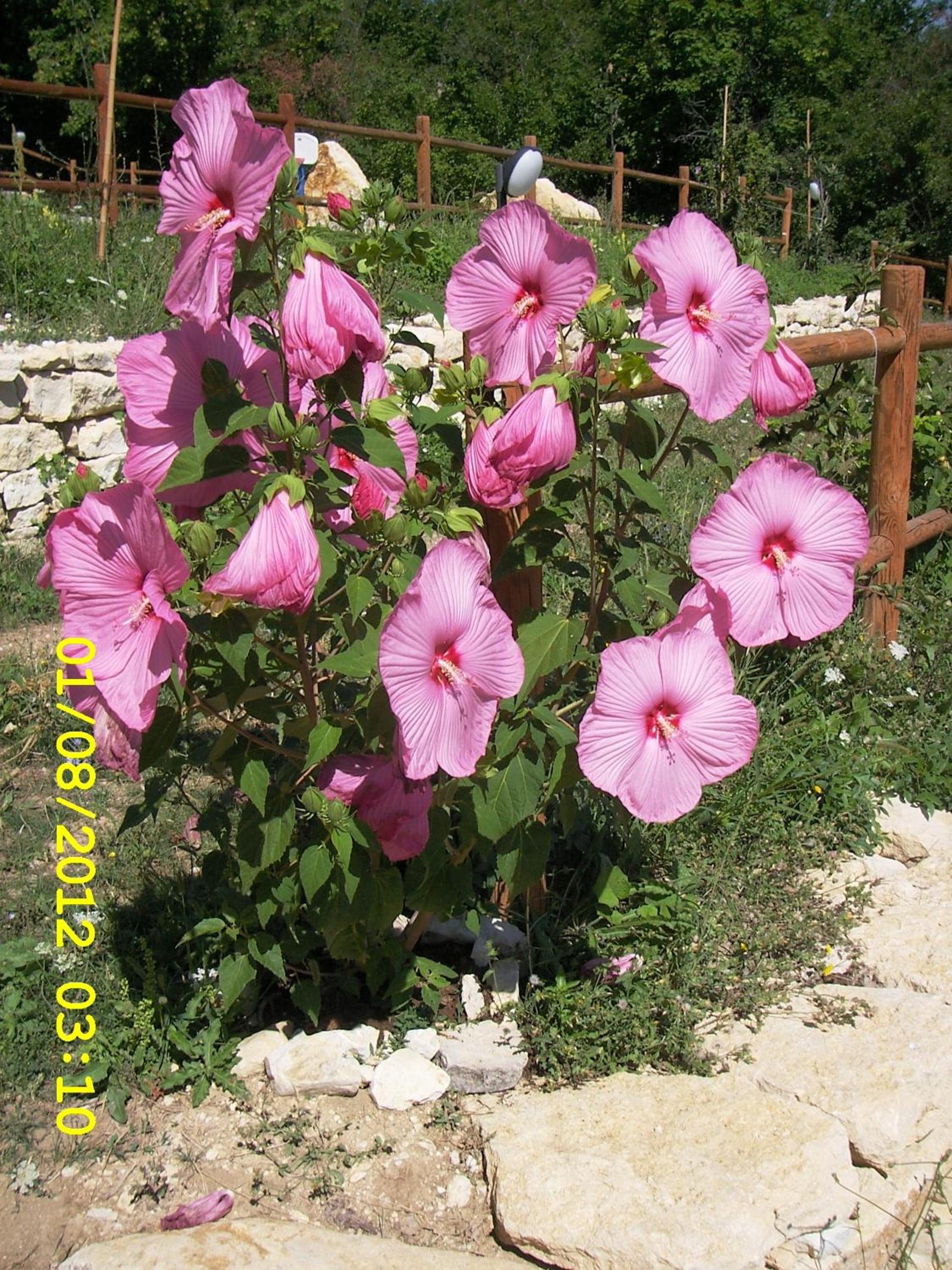 Country House Antiche Dimore