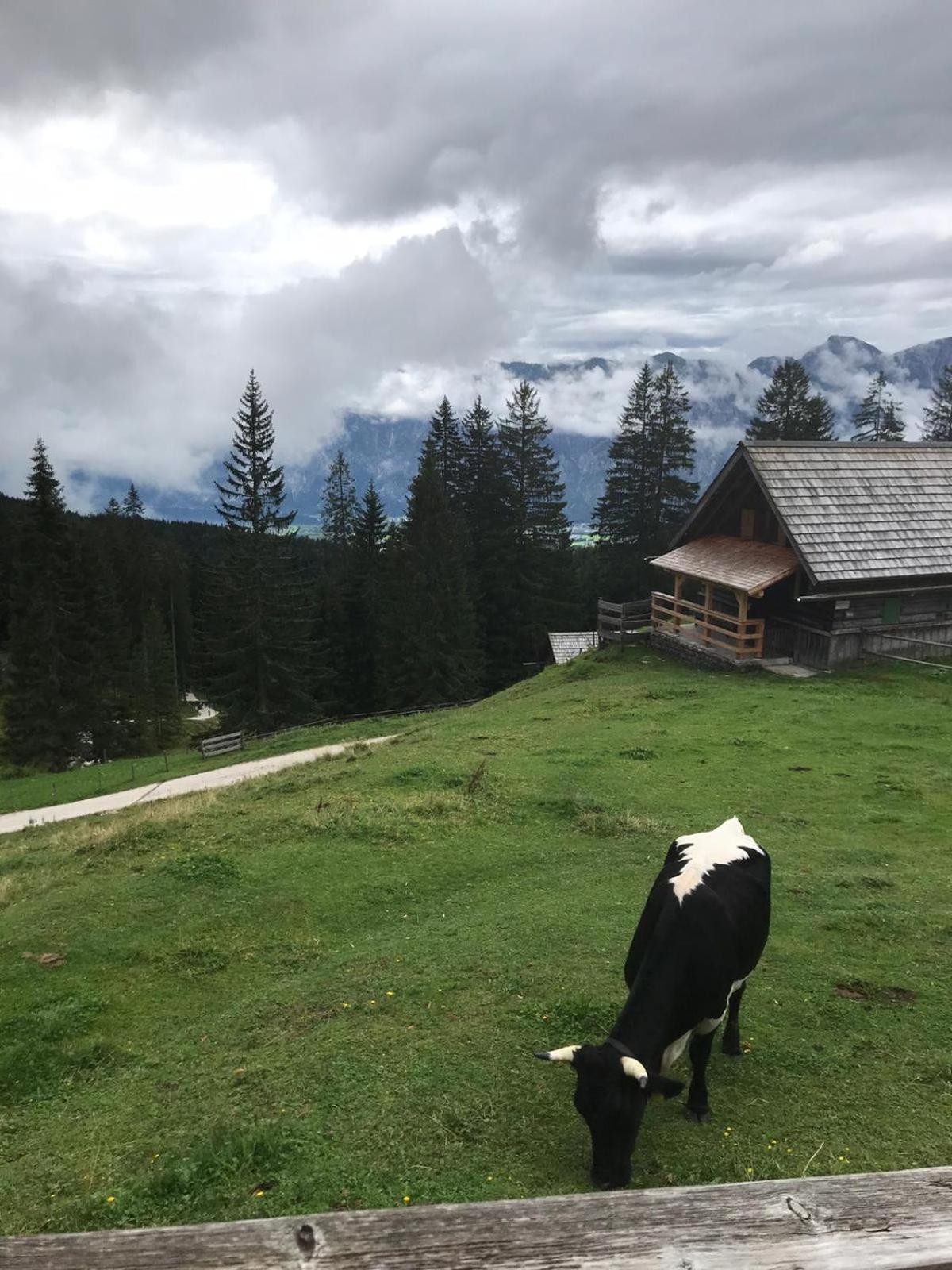 XXL Cosy apartments Villa Goisern, centre with mountain view