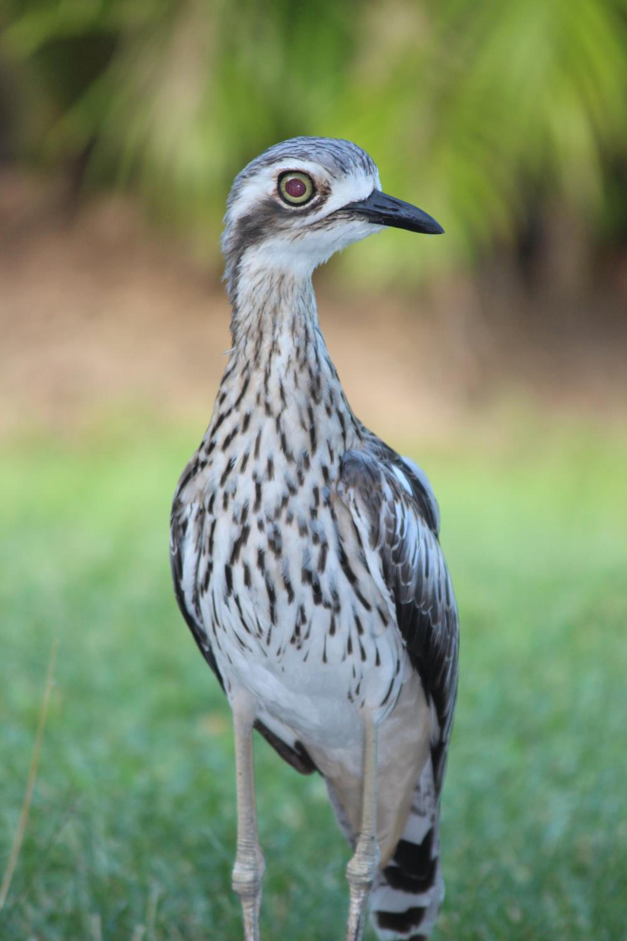 Amaroo Rainforest Resort