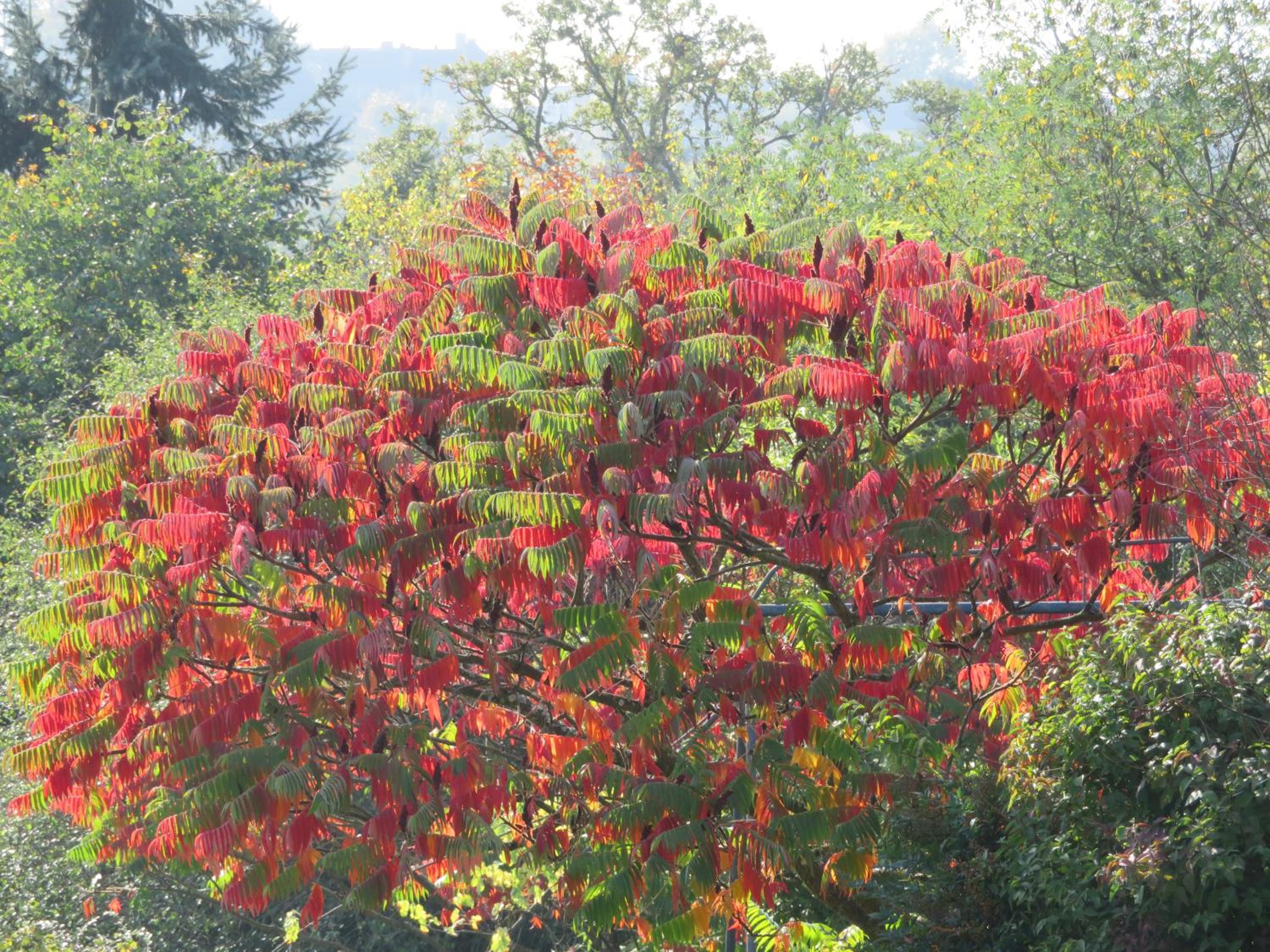 Ecrin de Verdure view 5