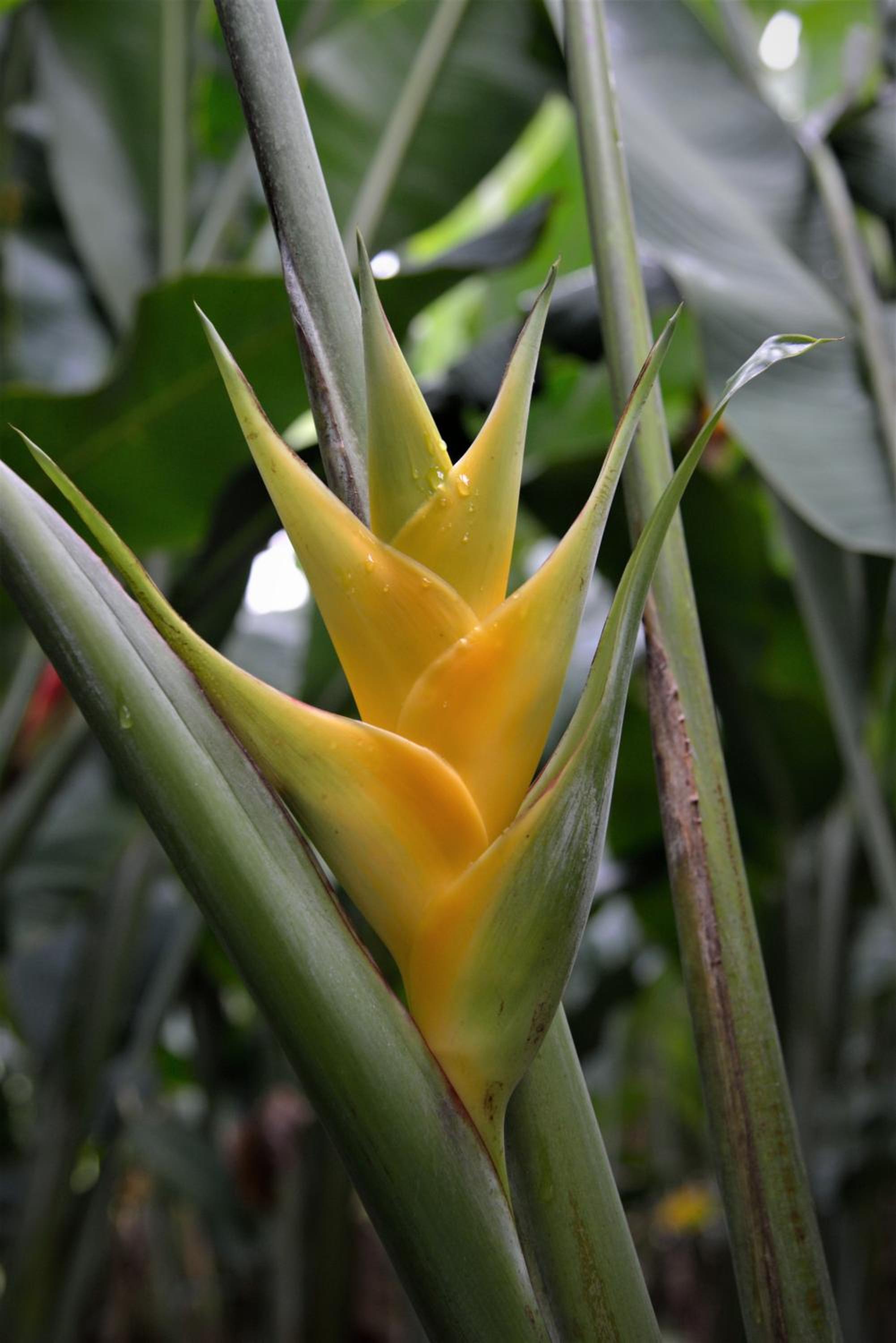 Mena Creek Flower House
