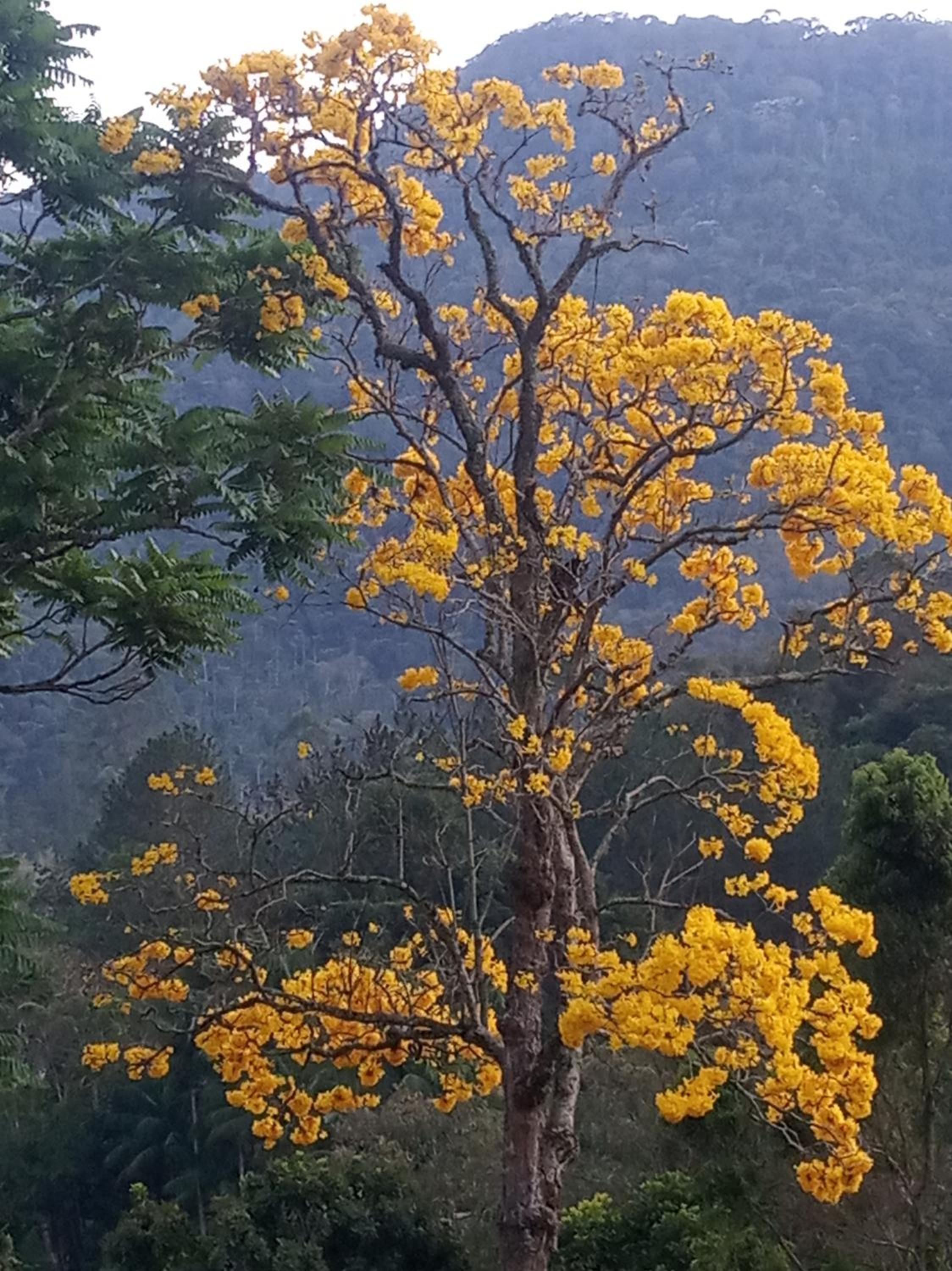 Pousada chácara Lumiar