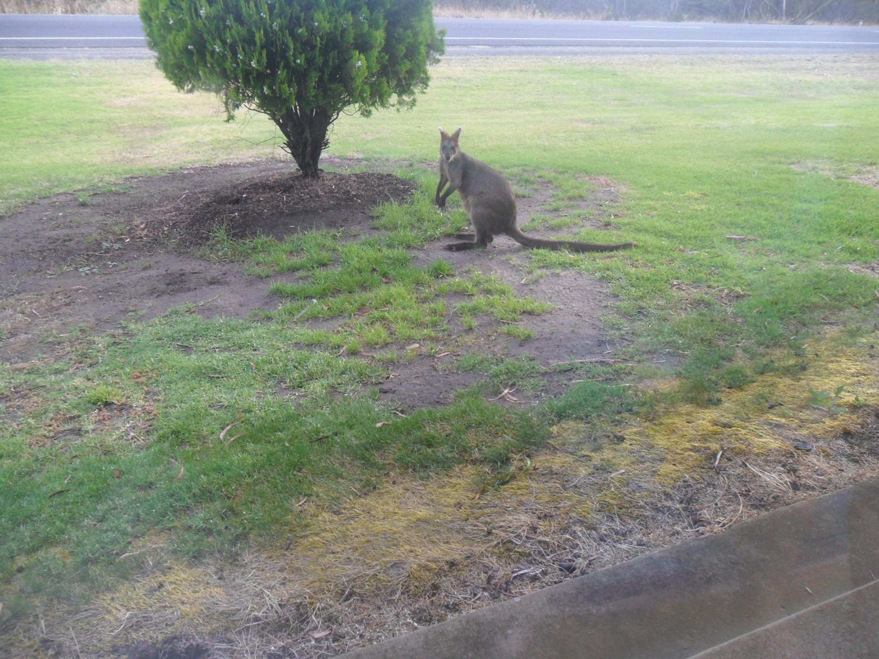 Motel Dimboola