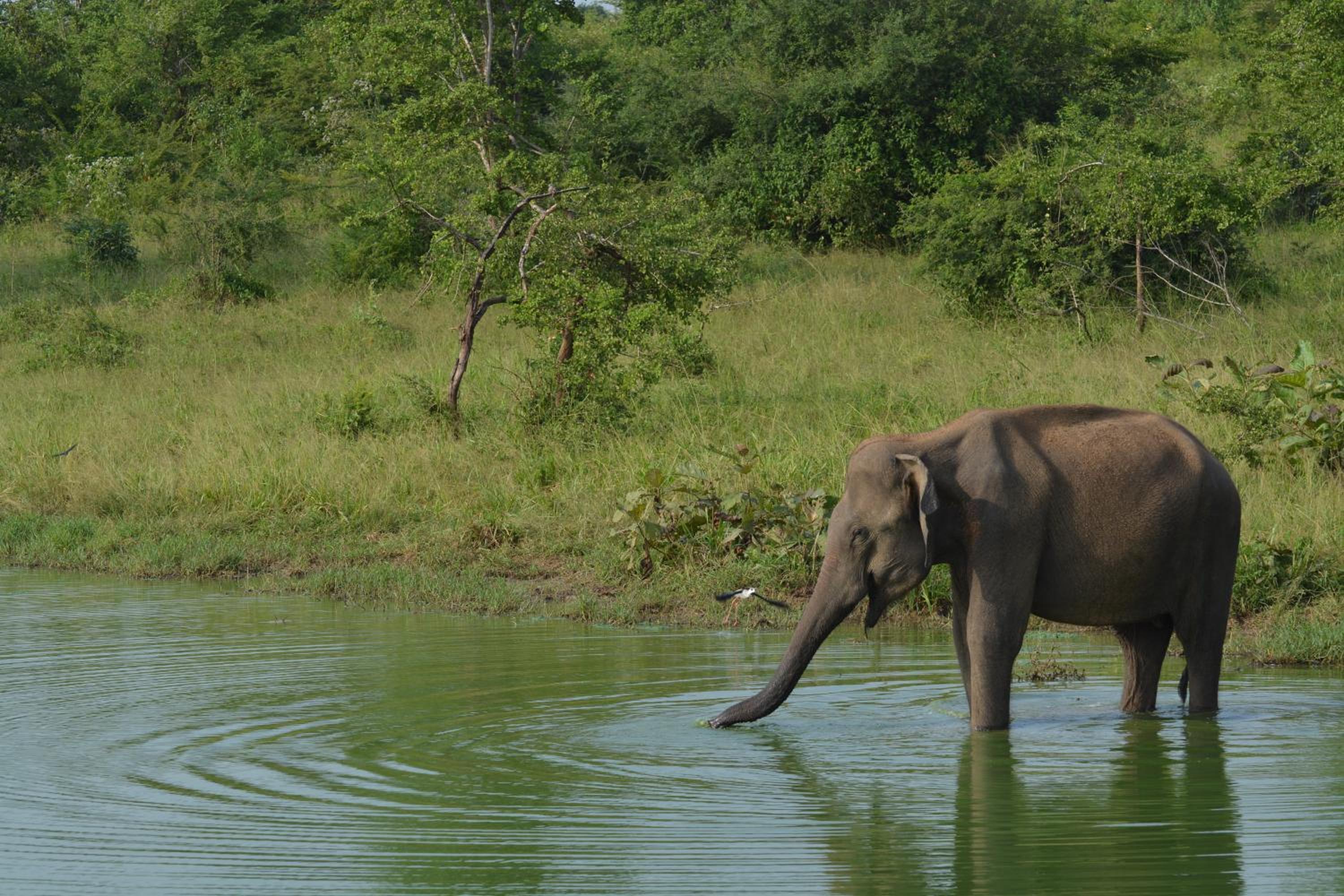 Pavana Resort
