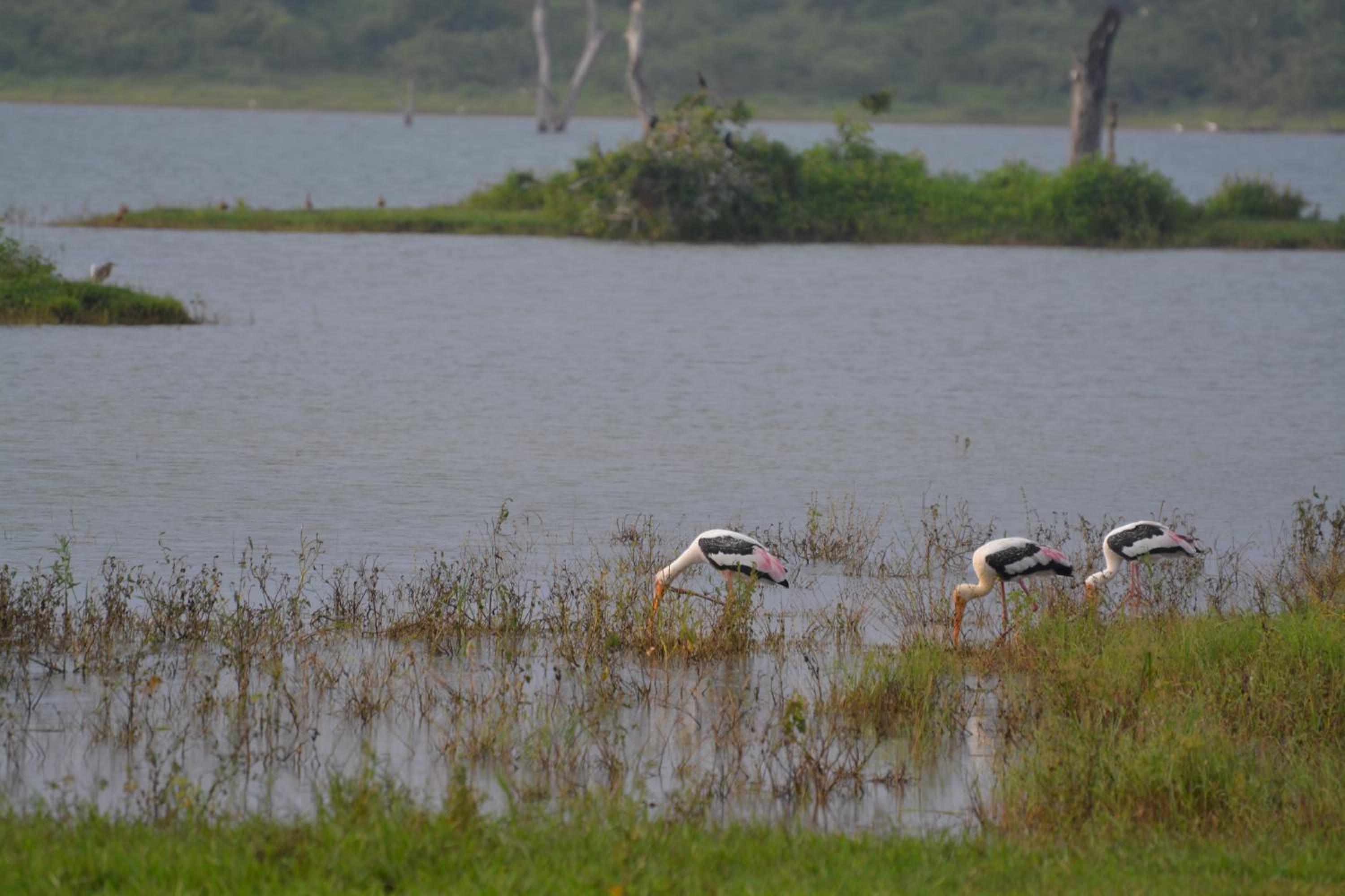 Pavana Resort