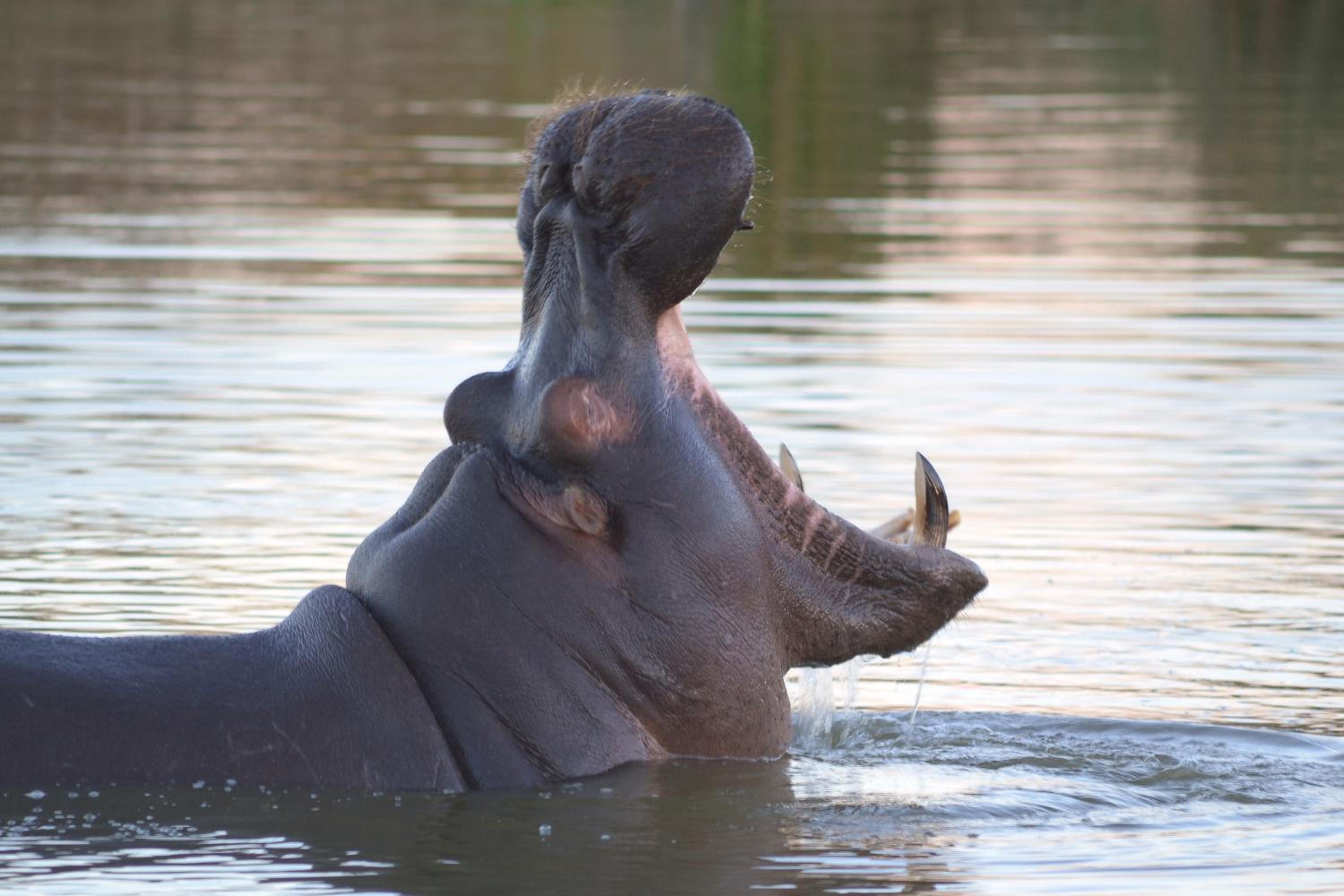 Hotel Ditholo Game Lodge