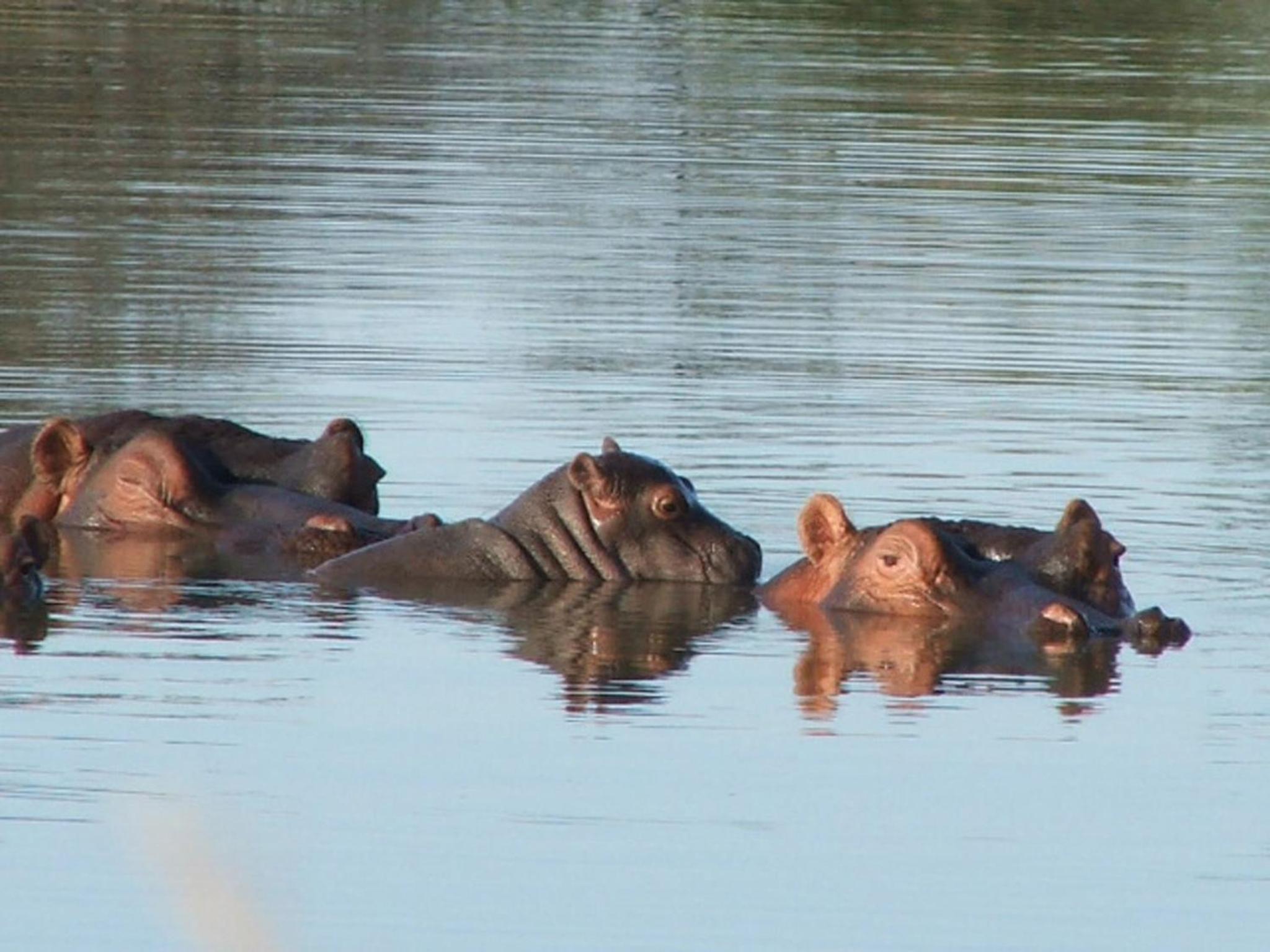 Ditholo Game Lodge Bela Bela view 4