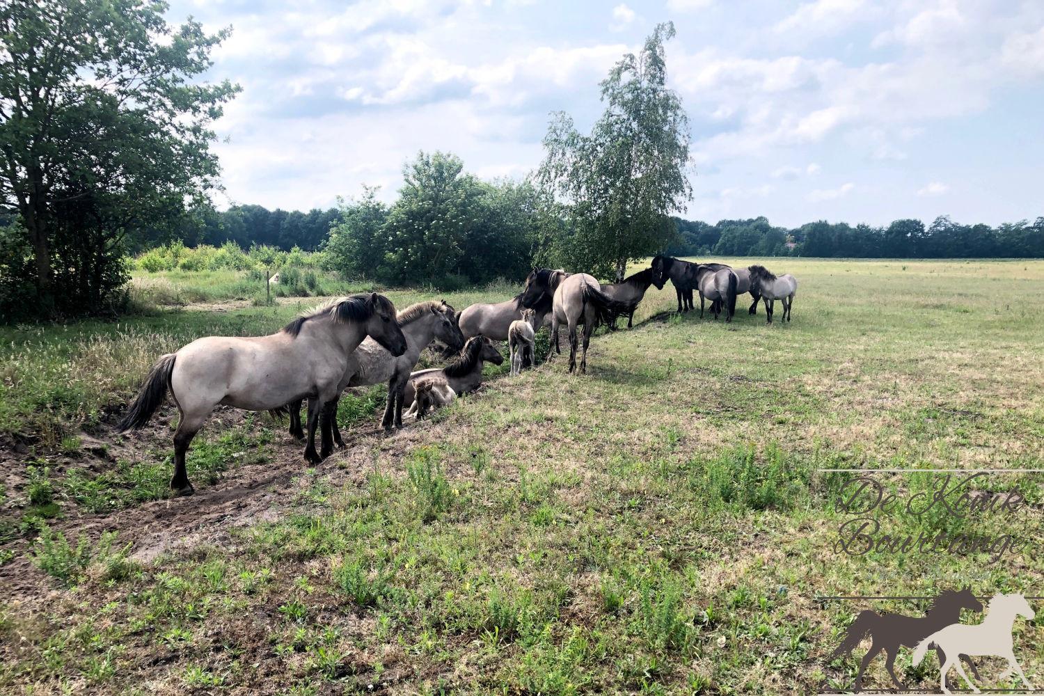 B&B De Konik Bourtange view 5