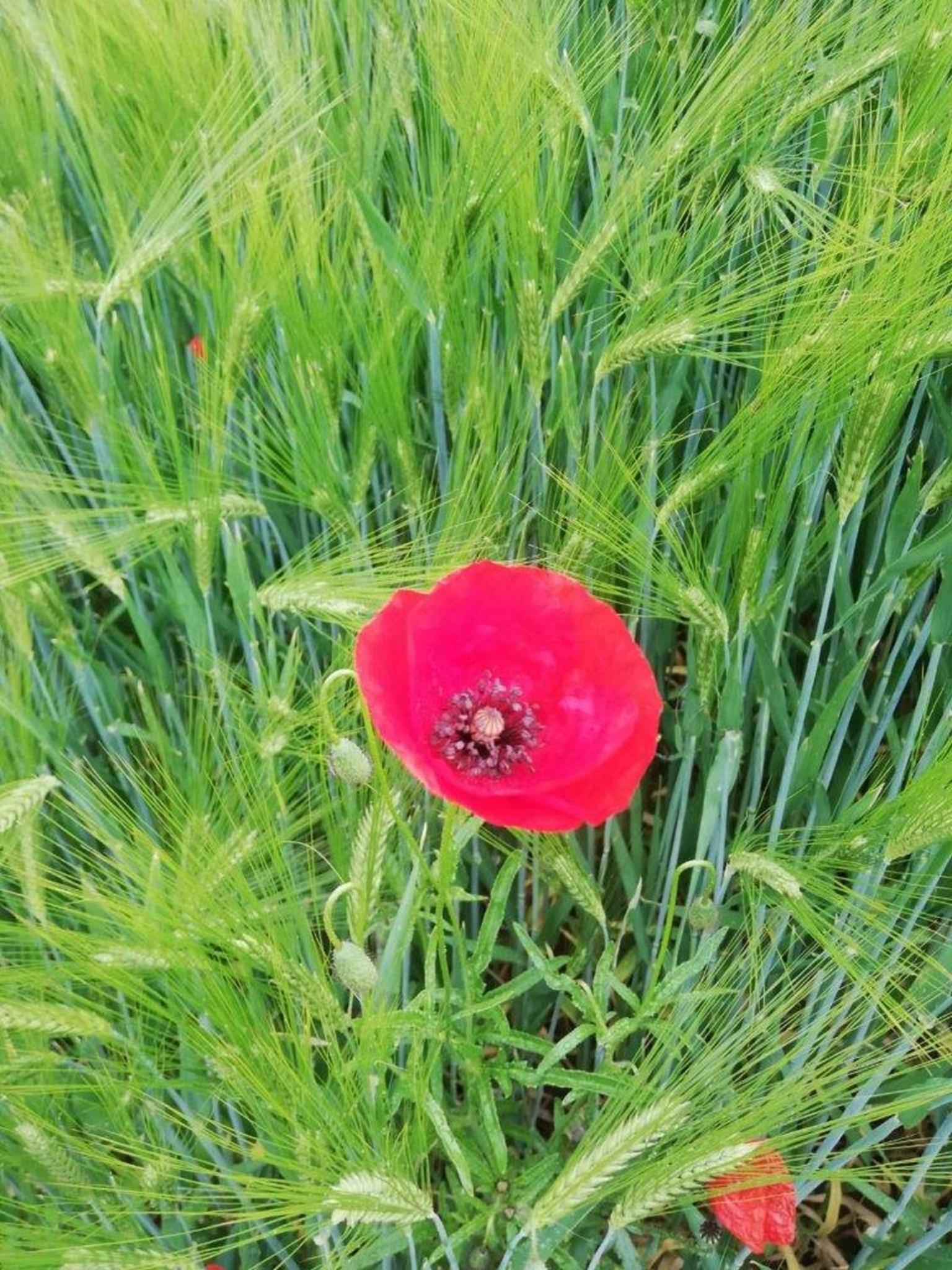 Photo 38