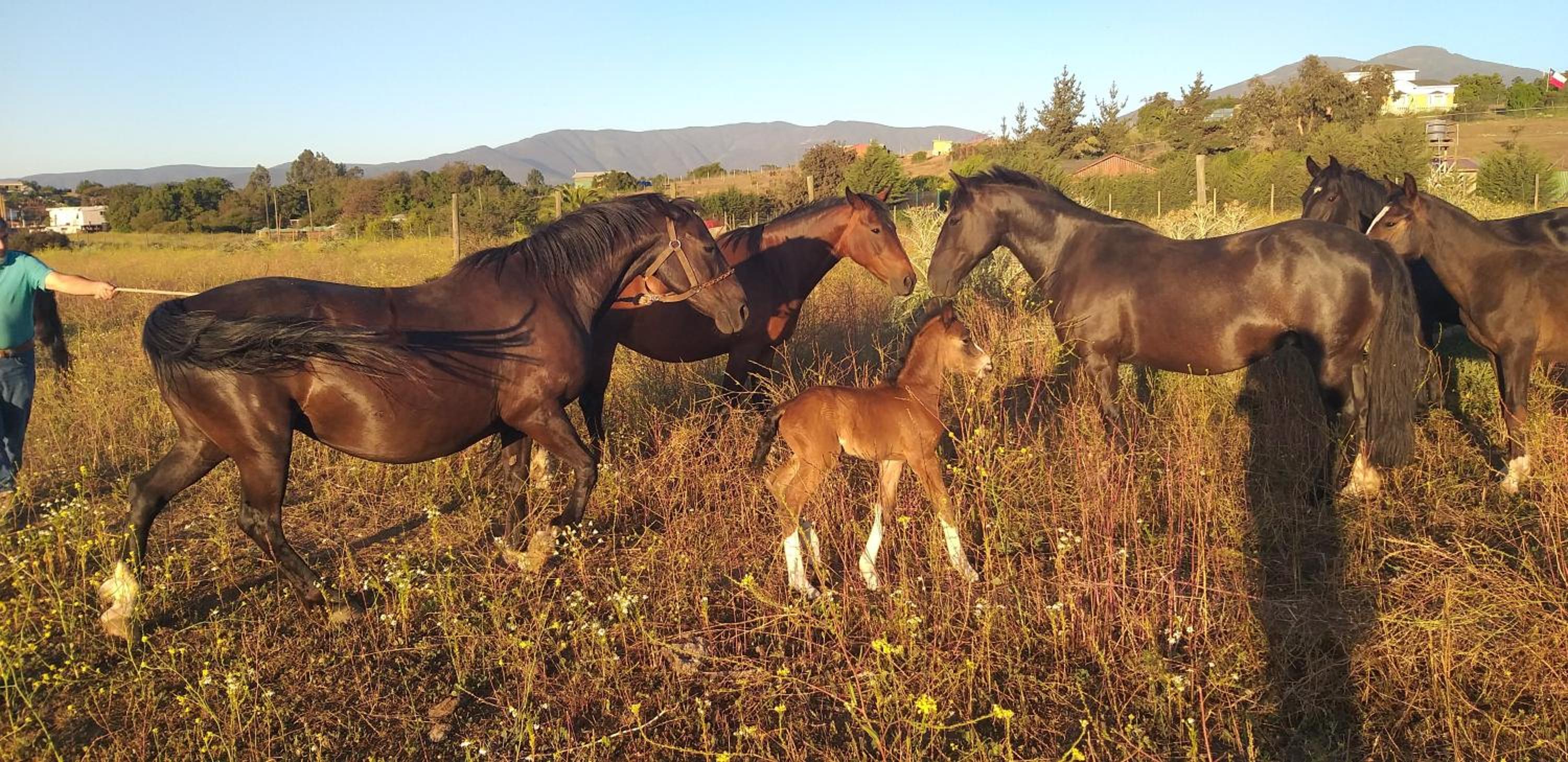 Hotel Haras Casacampo