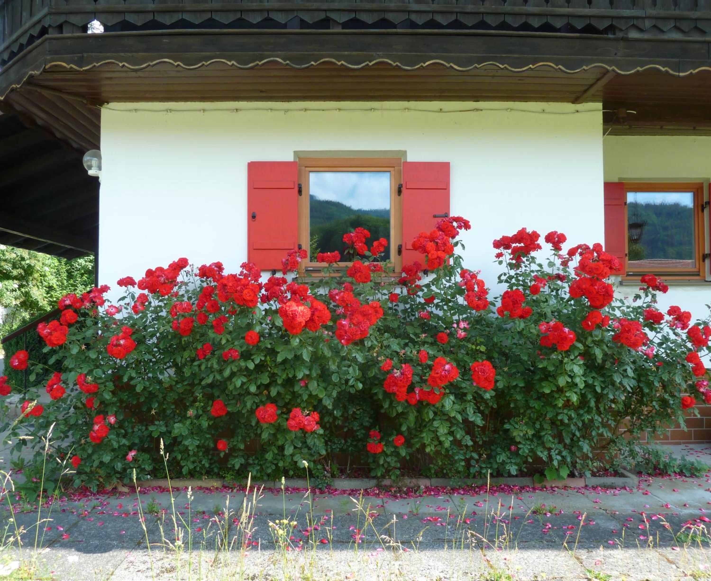 Haus an der Kräuterwiese view 4