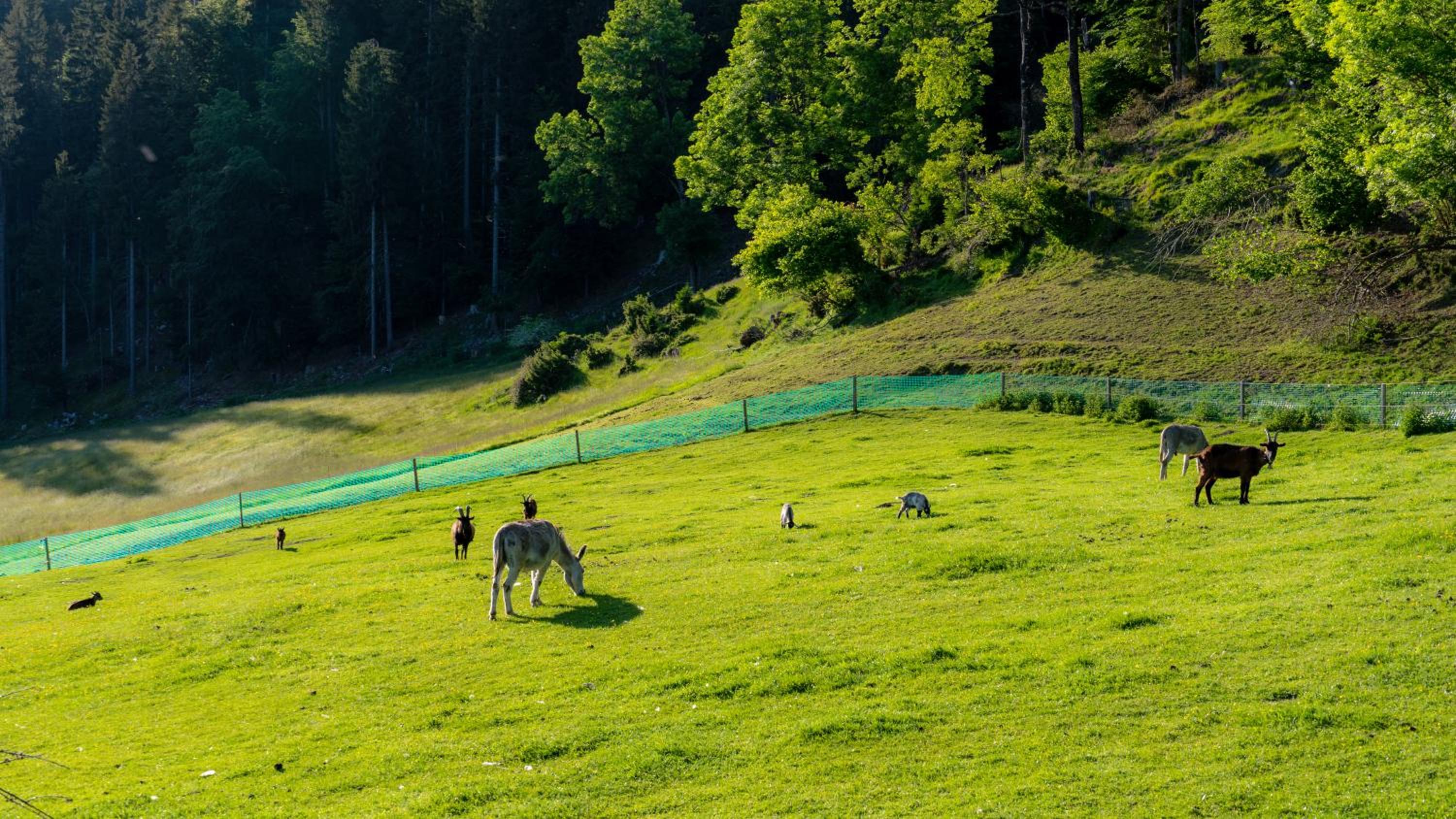 Erlebnishof Tschabitscher