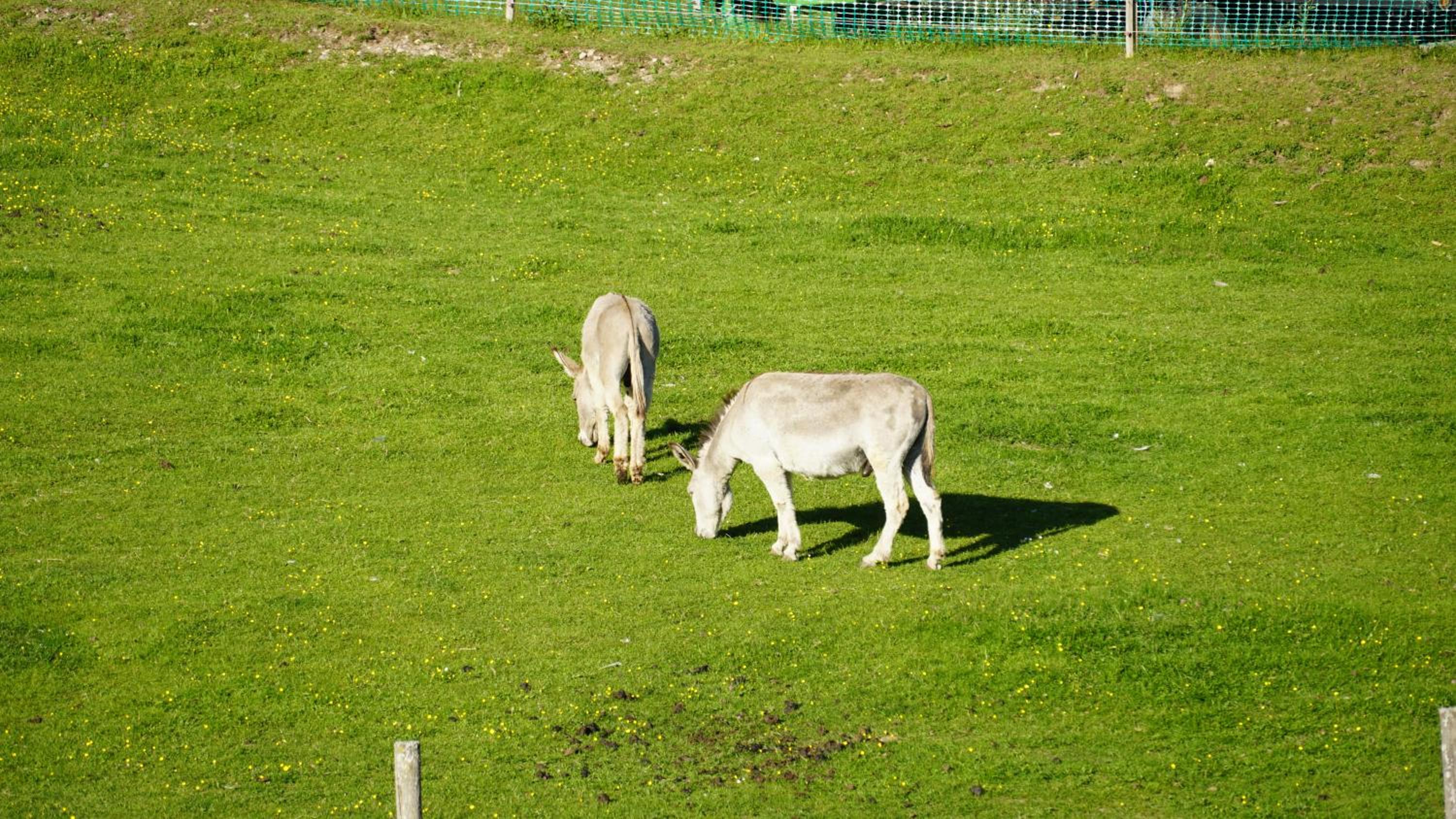 Erlebnishof Tschabitscher