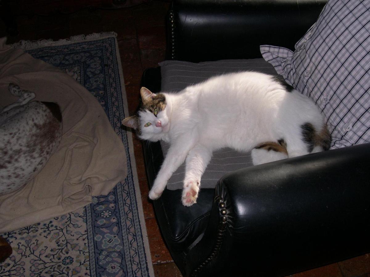 Photo 25