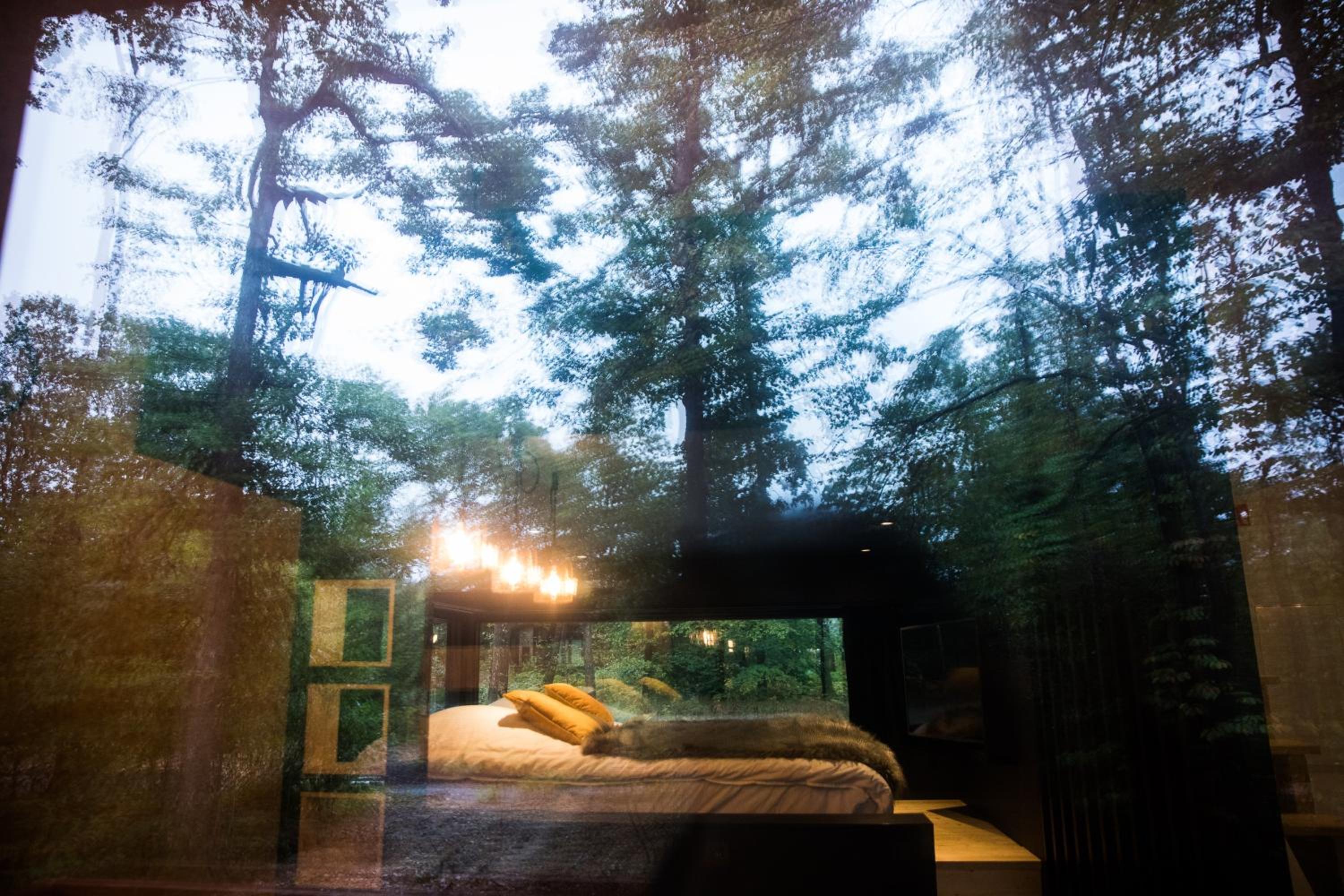 Forest Cube