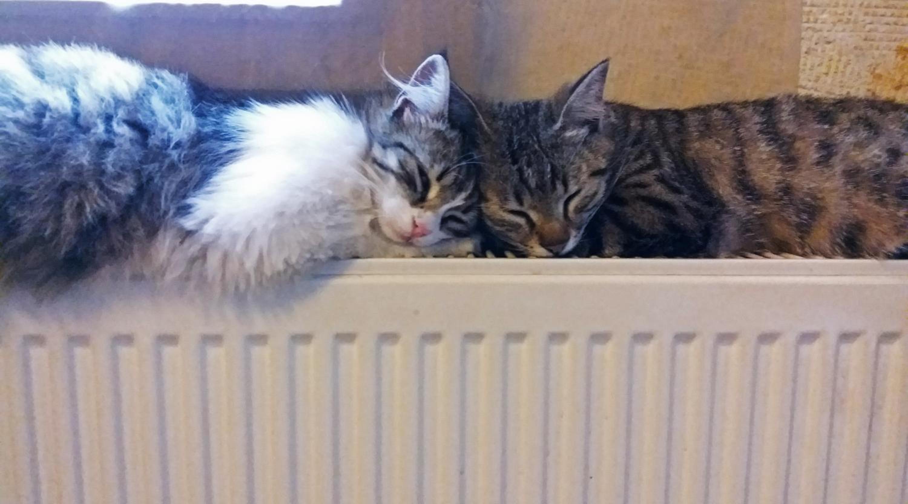 Karadut Cave Hotel - Image 92