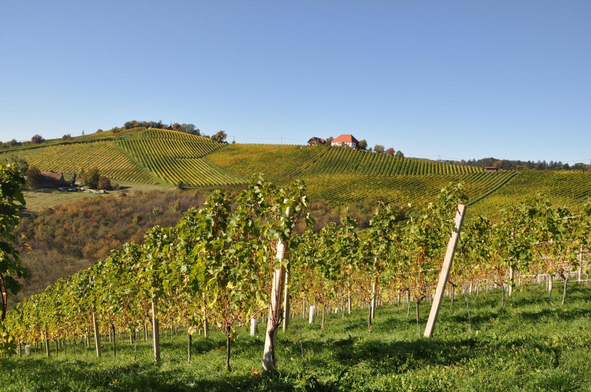 Weingut Kögl