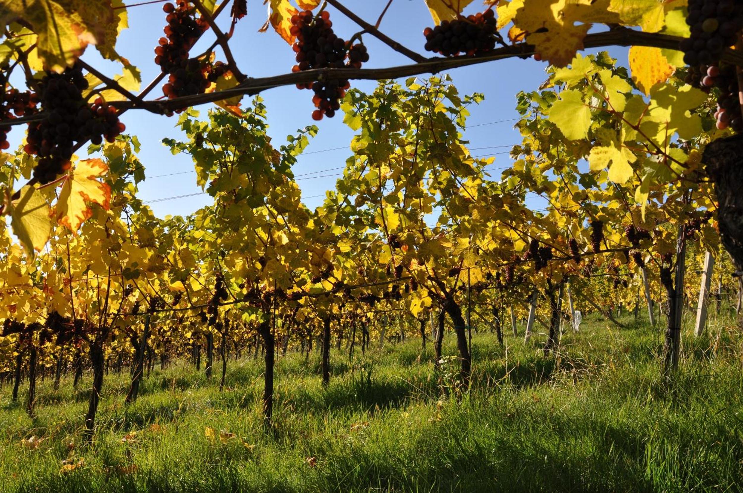 Weingut Kögl