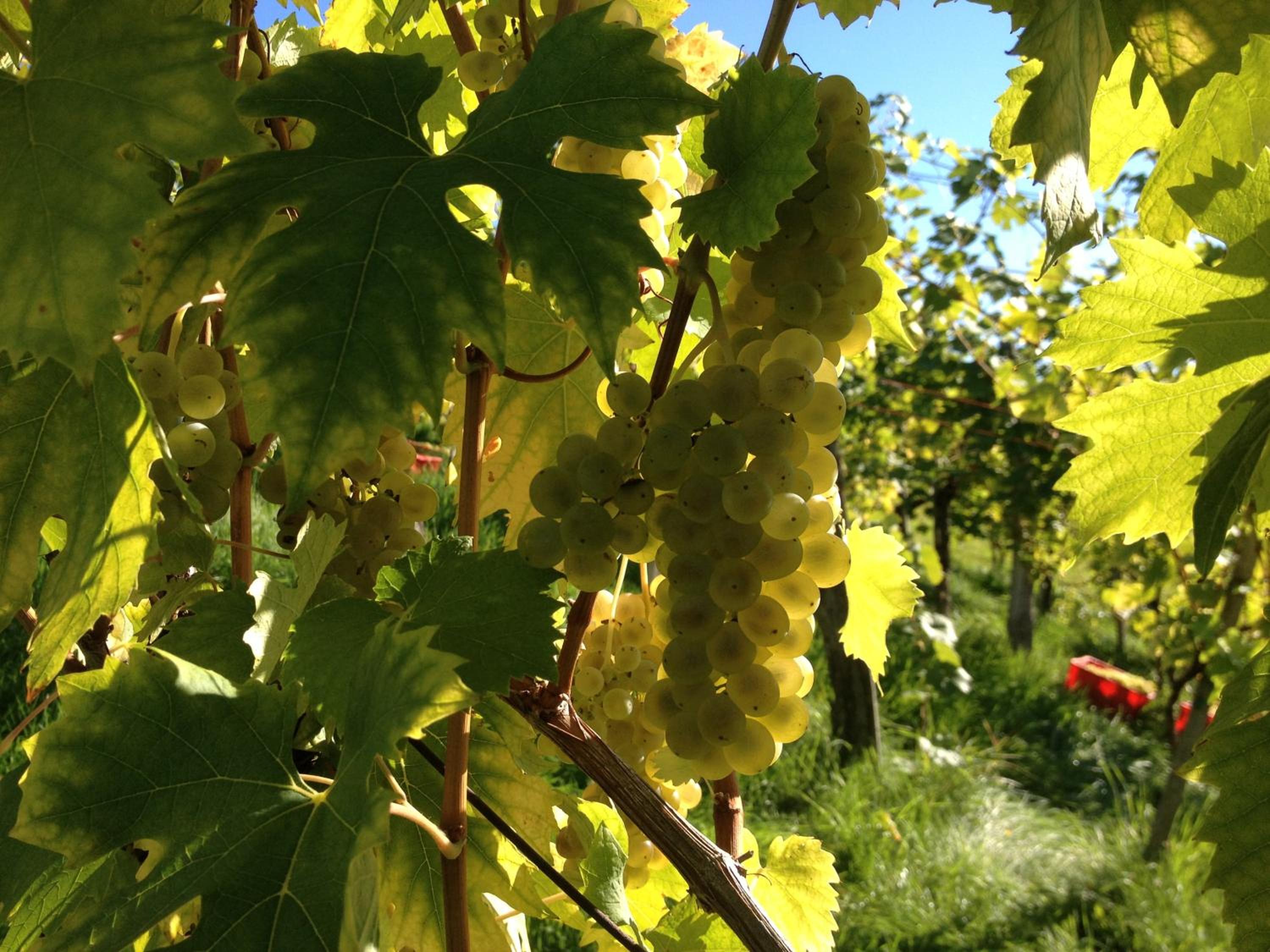 Weingut Kögl