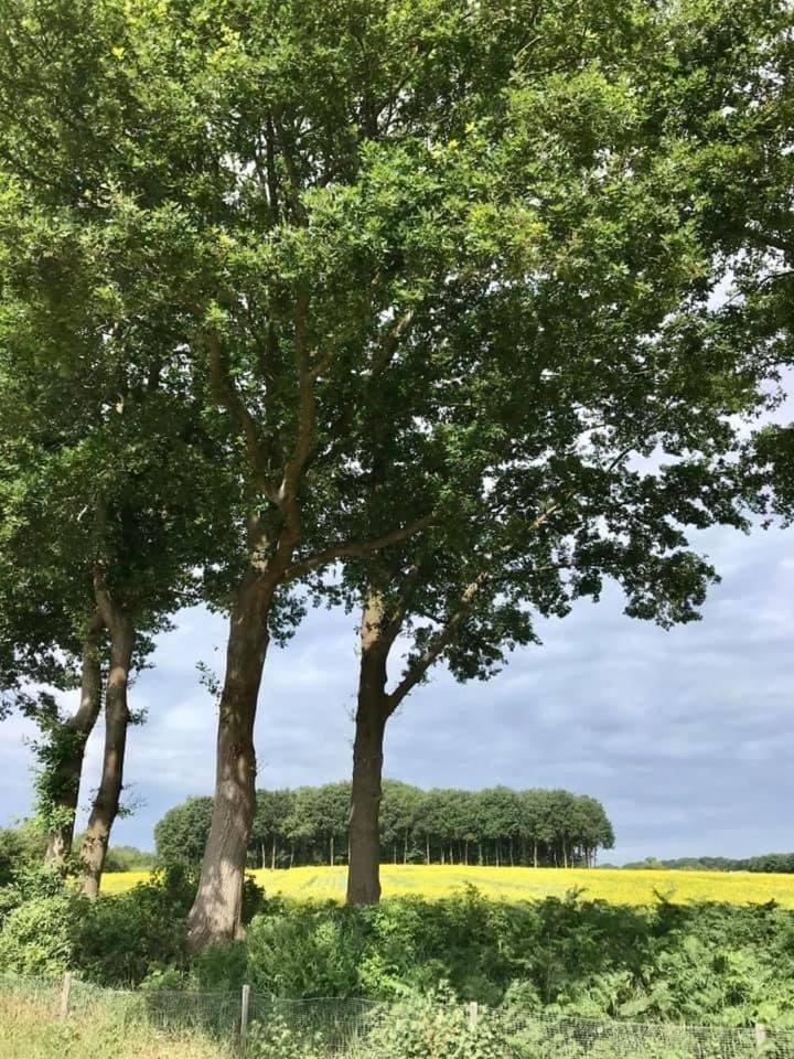 Camping Lagewald Vakantiehuis, photo 5