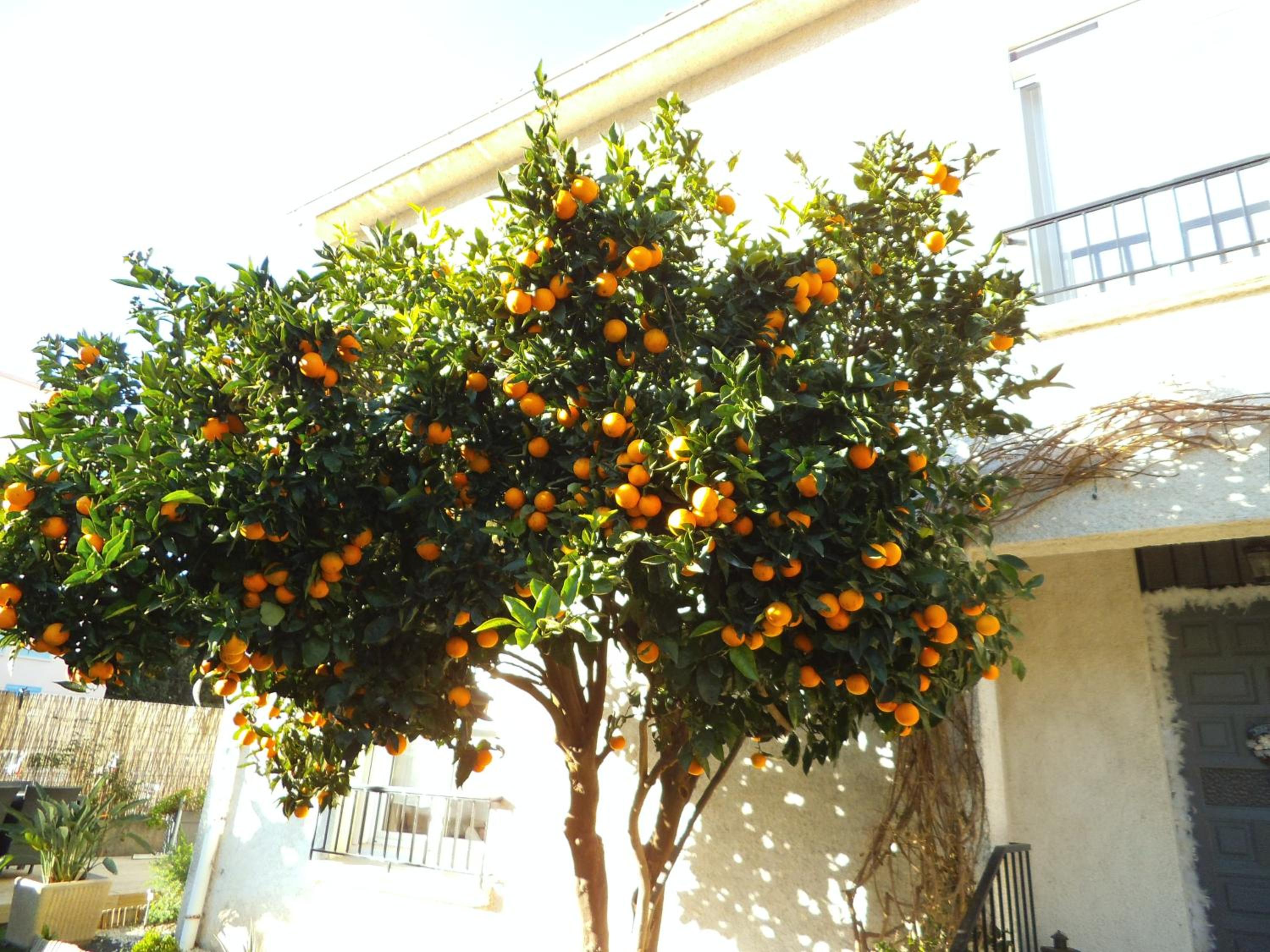 Au Bougainvillier, photo 16