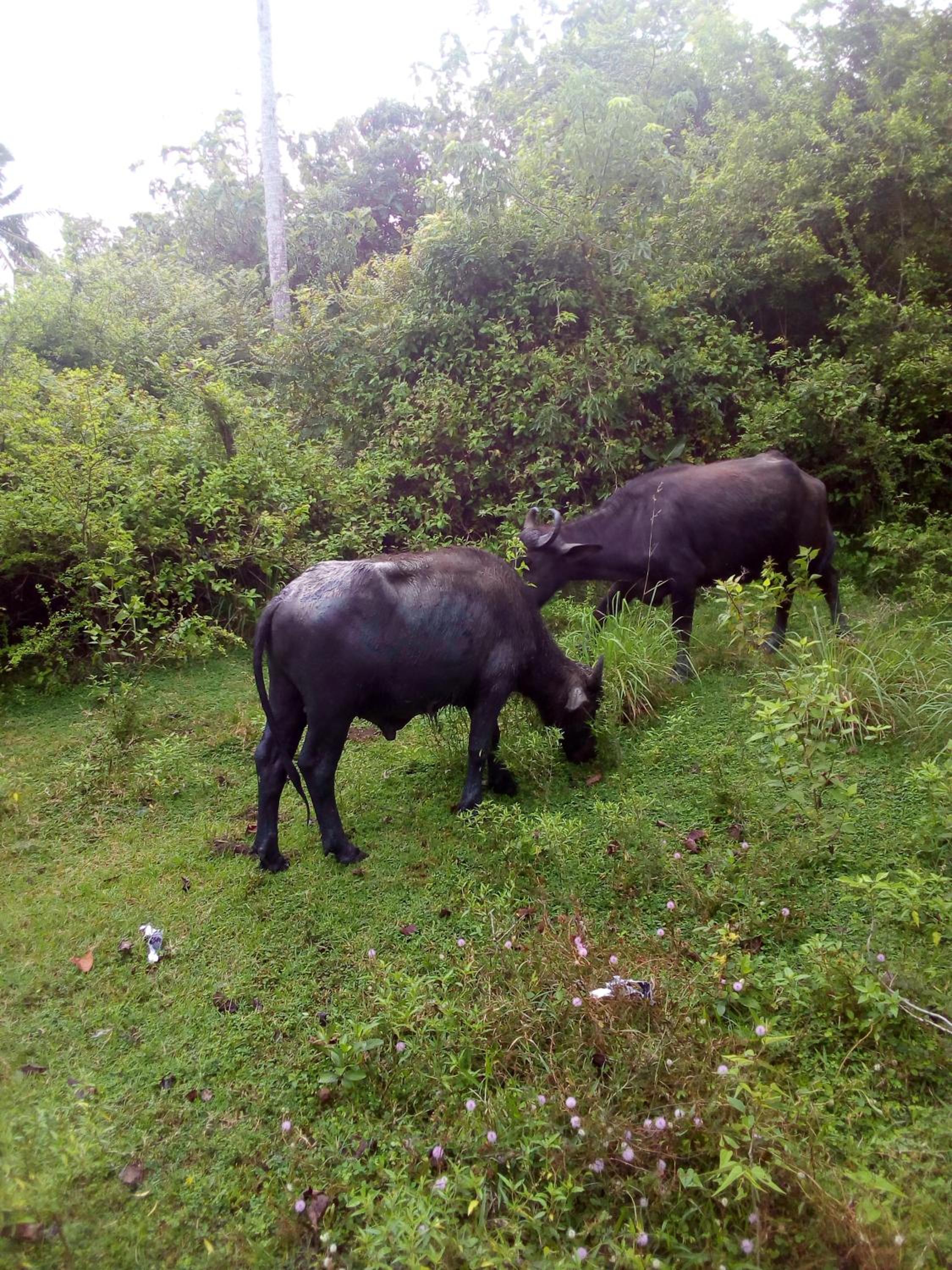 Photo 44