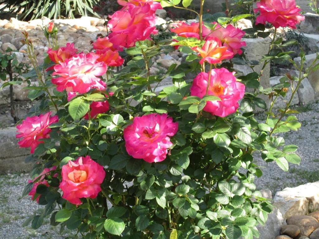 Photo 42