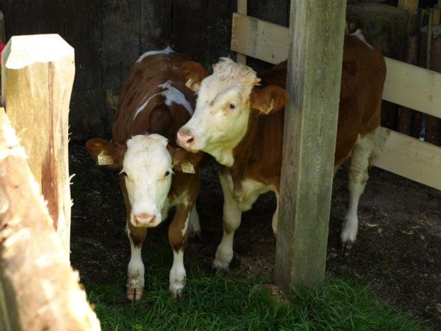 Grassbichlhof