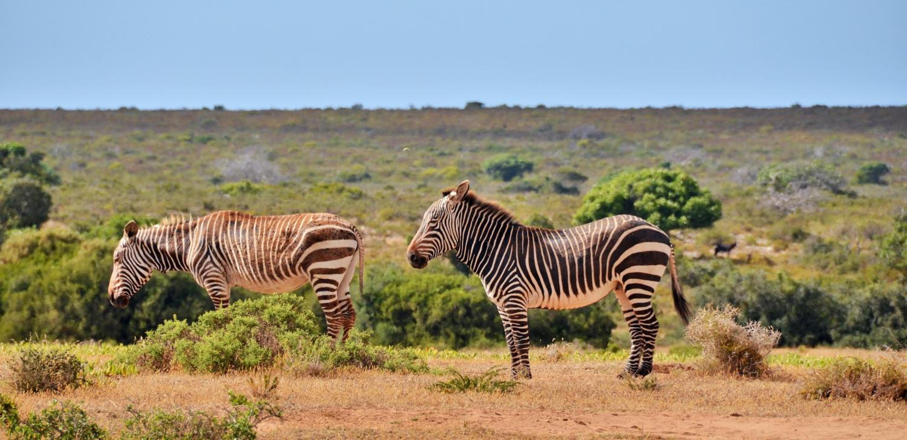 De Hoop Collection - Vlei Cottages view 4