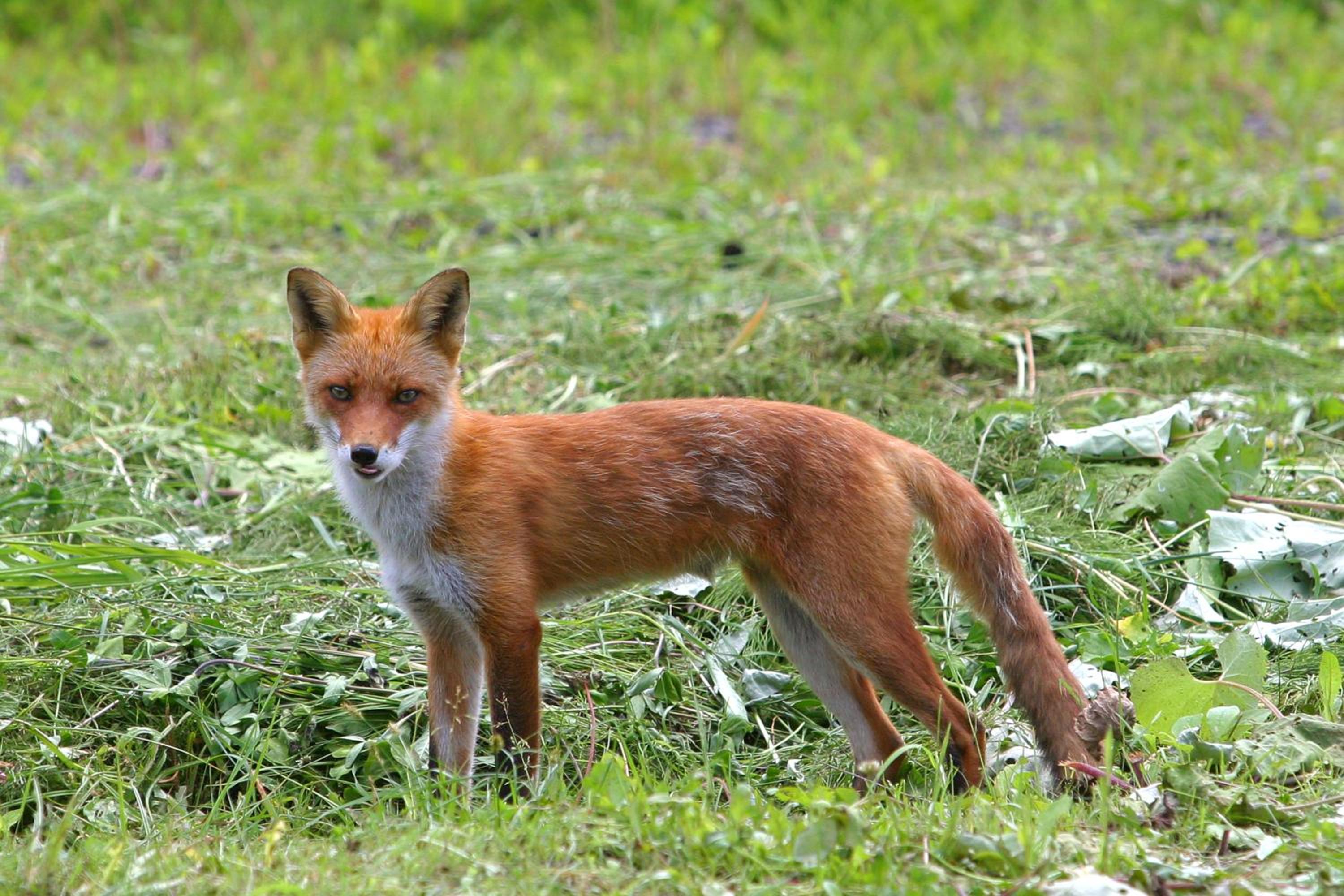 Kamihoroso