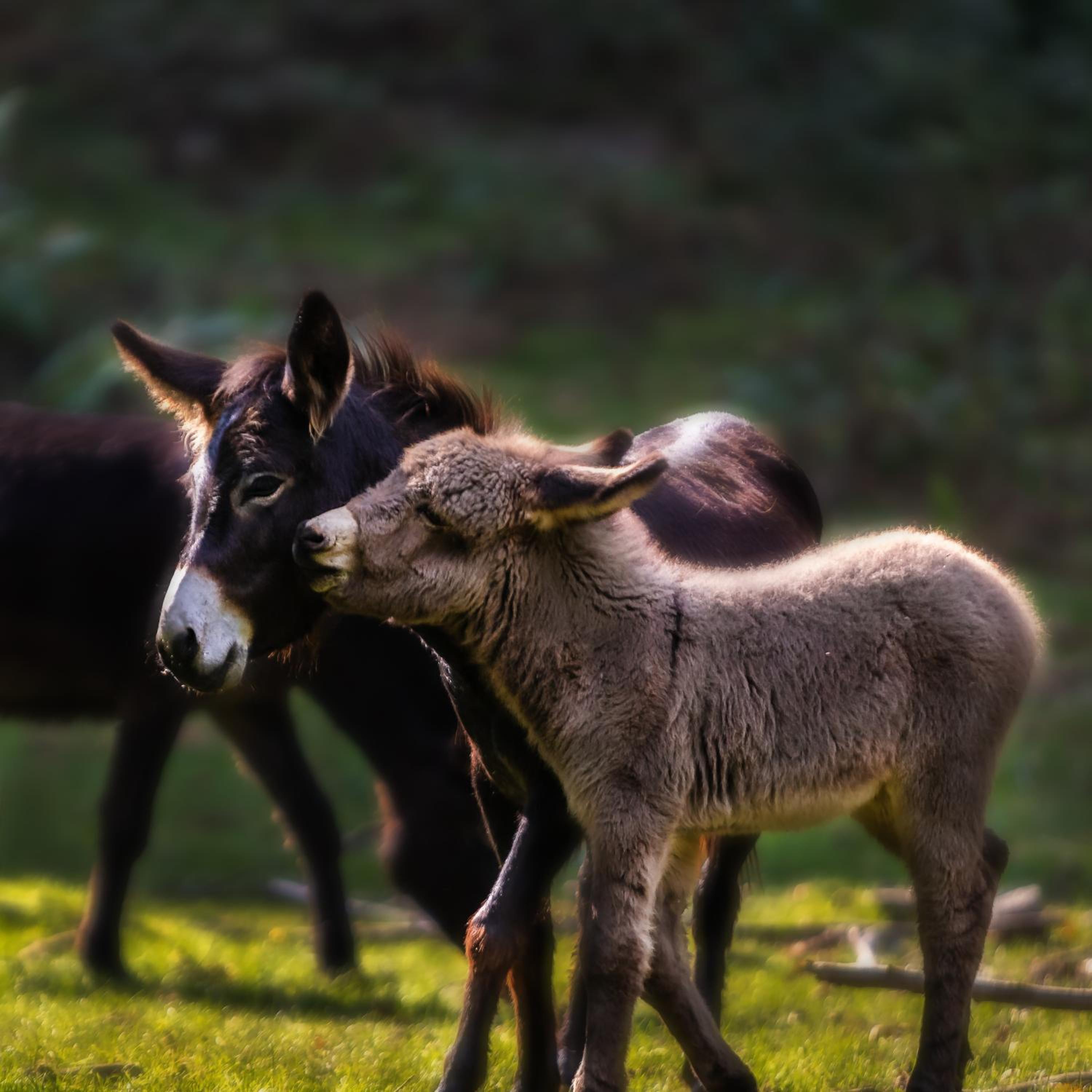 Agriturismo Le Radici