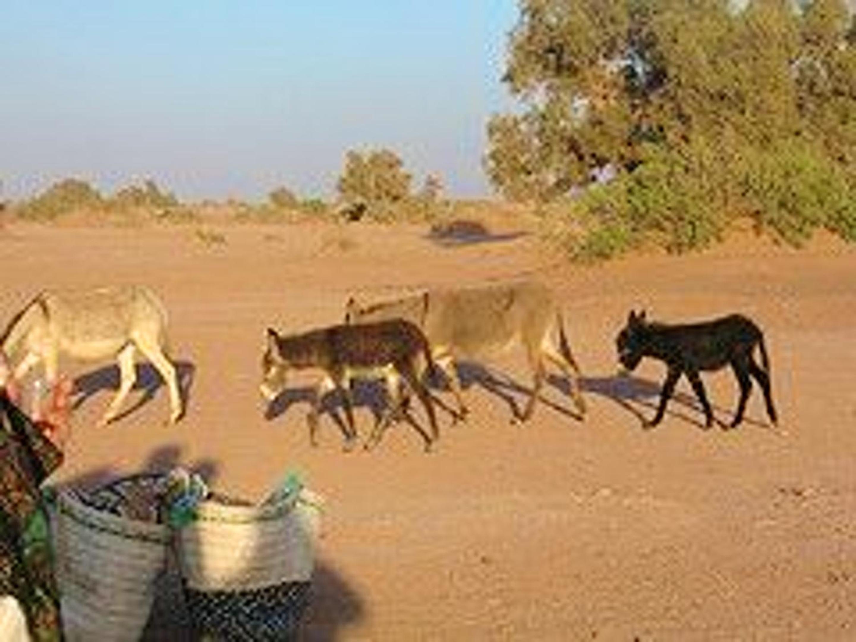 Charming house with pool in Zagora
