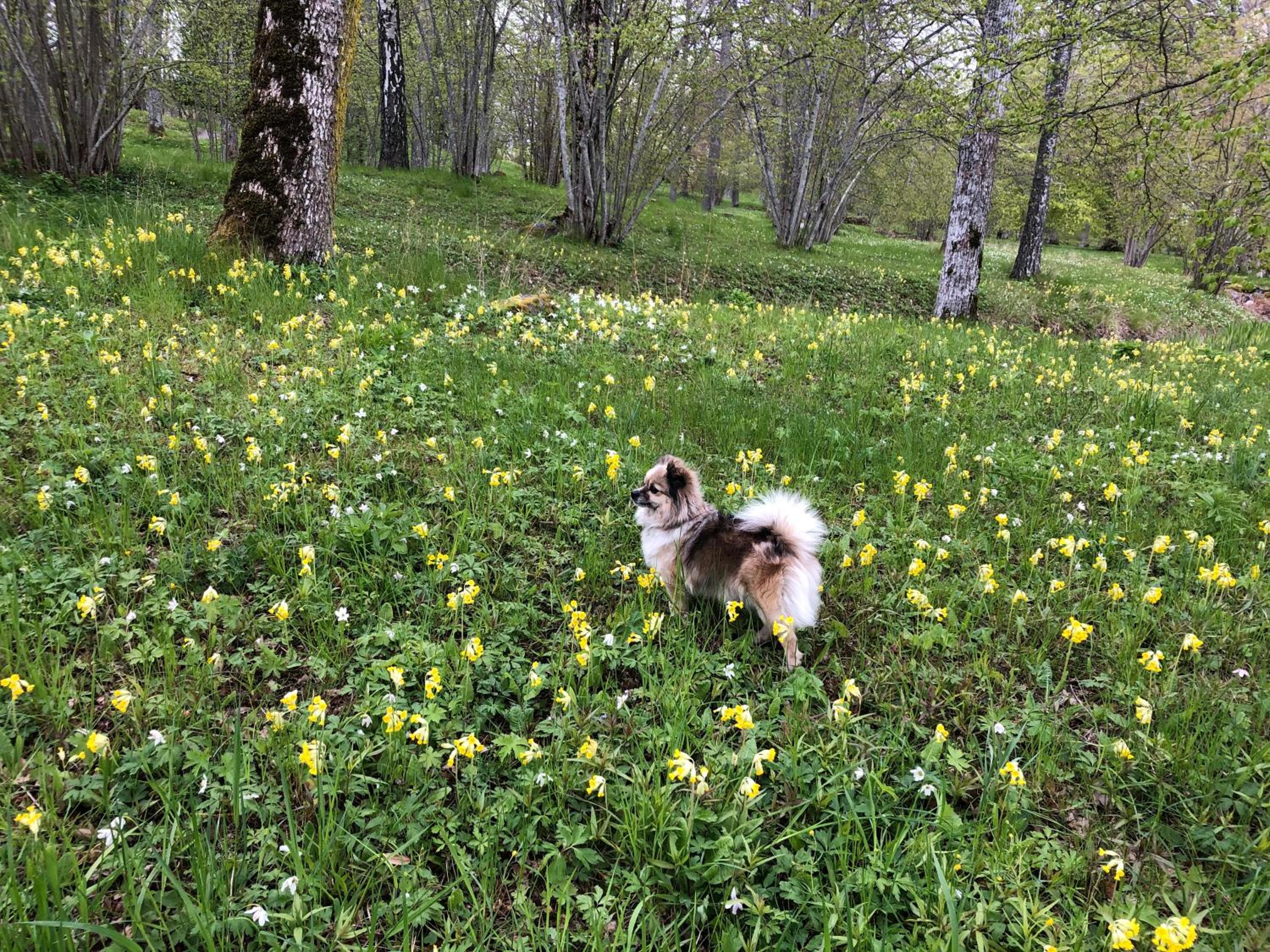 Photo 42