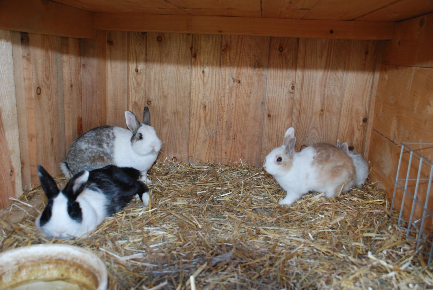 Photo 49
