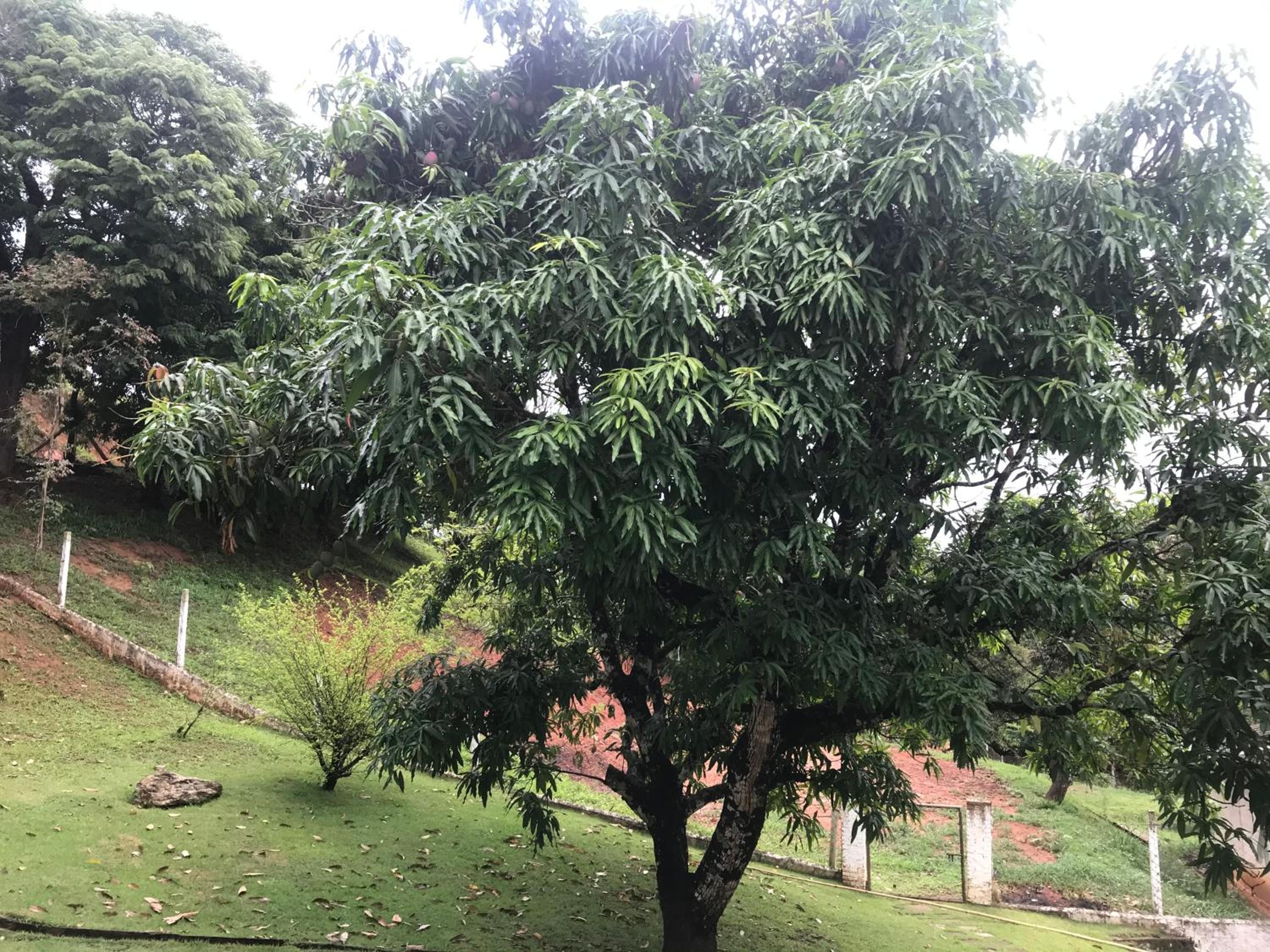 Sítio dos Rodrigues