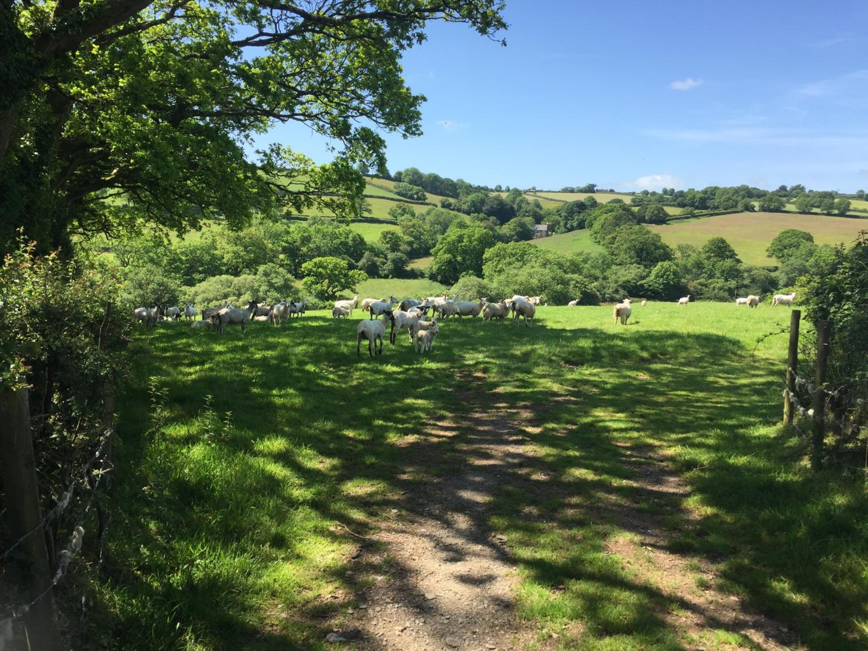 Photo 41
