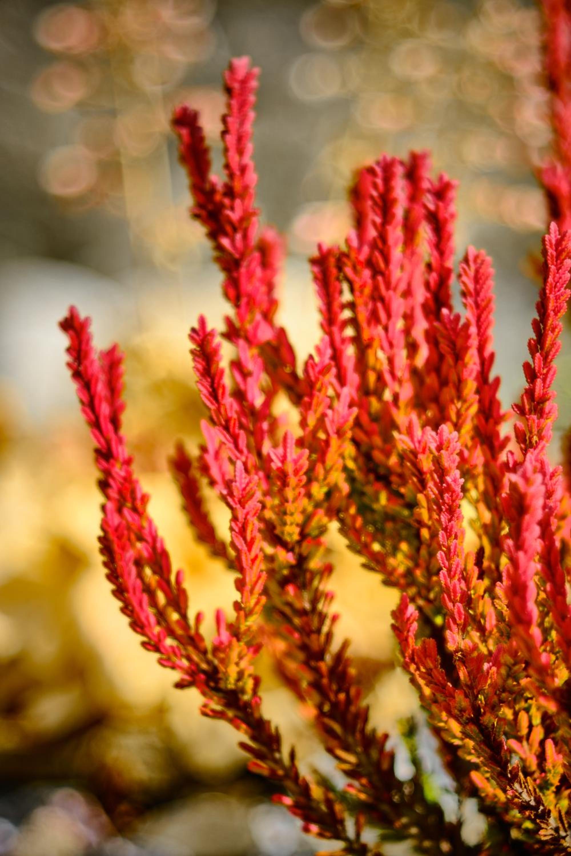 Photo 34