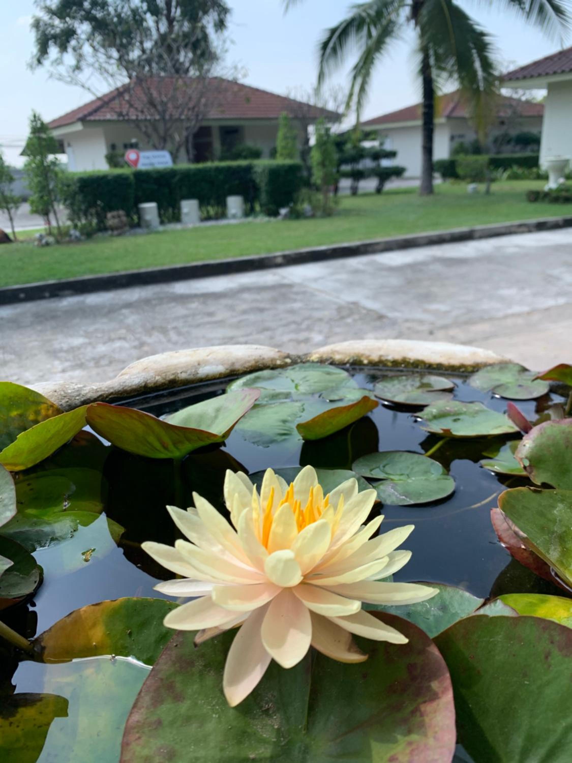 garden