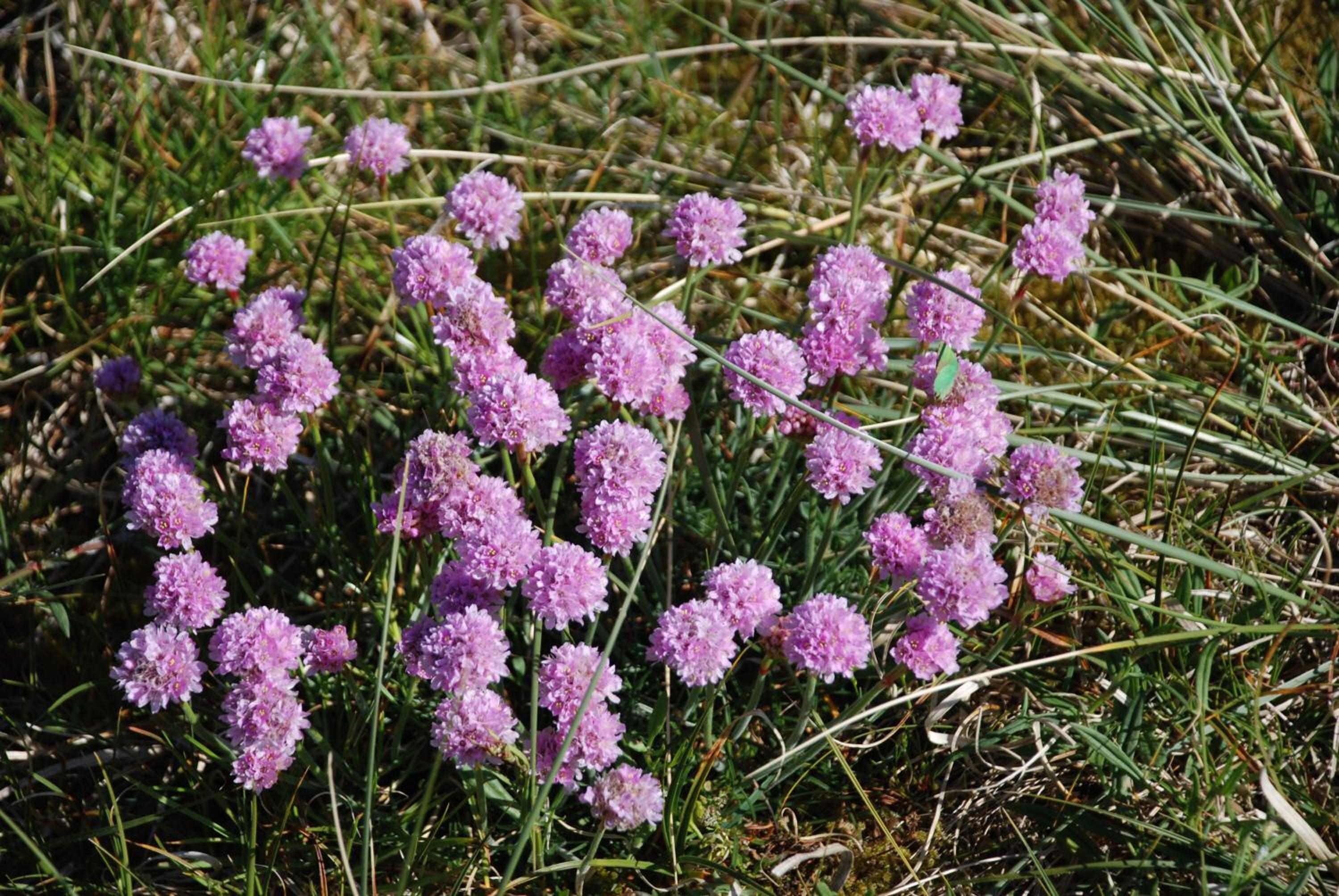 Sommerhus Farmen i Hanstholm