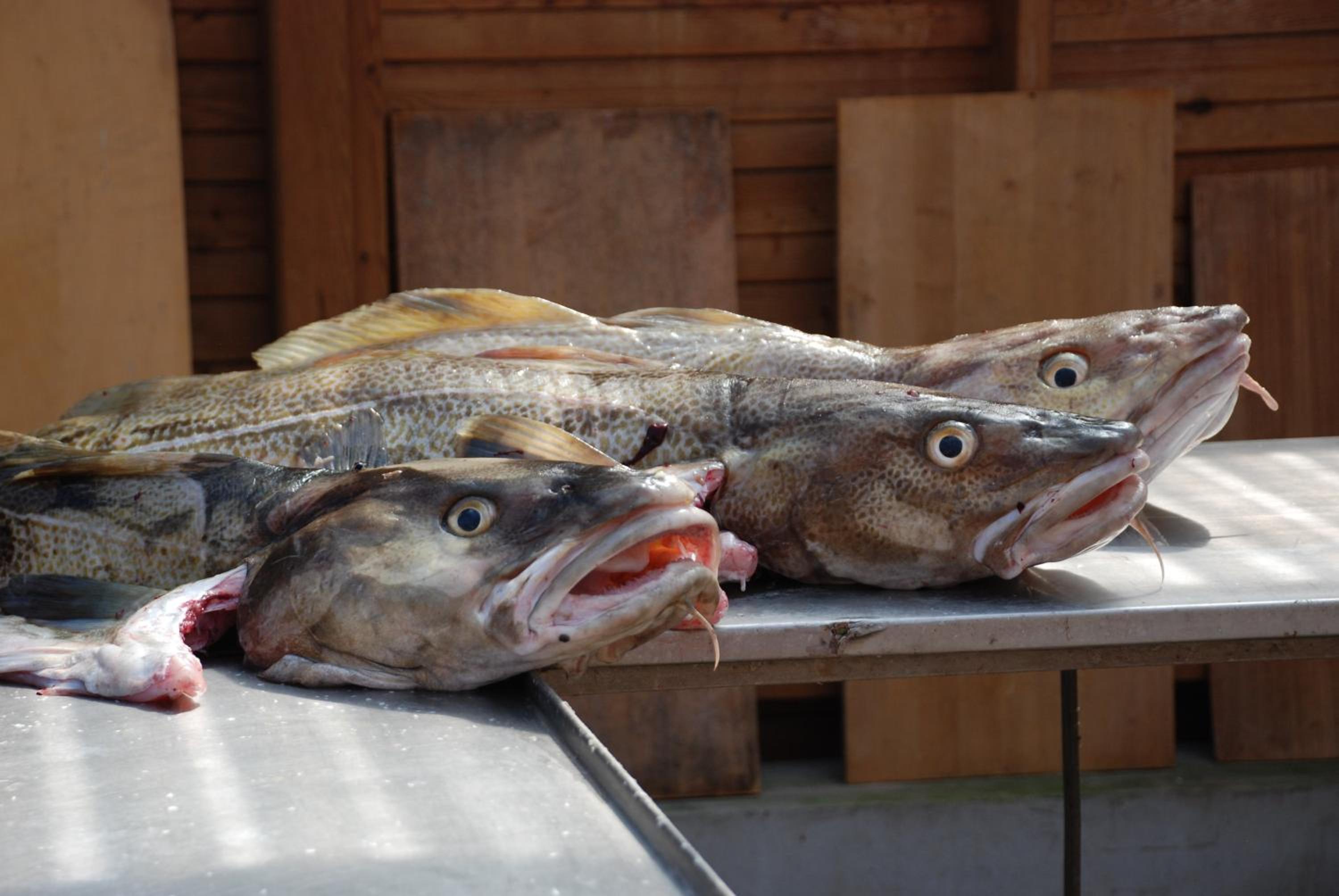 Sommerhus Farmen i Hanstholm