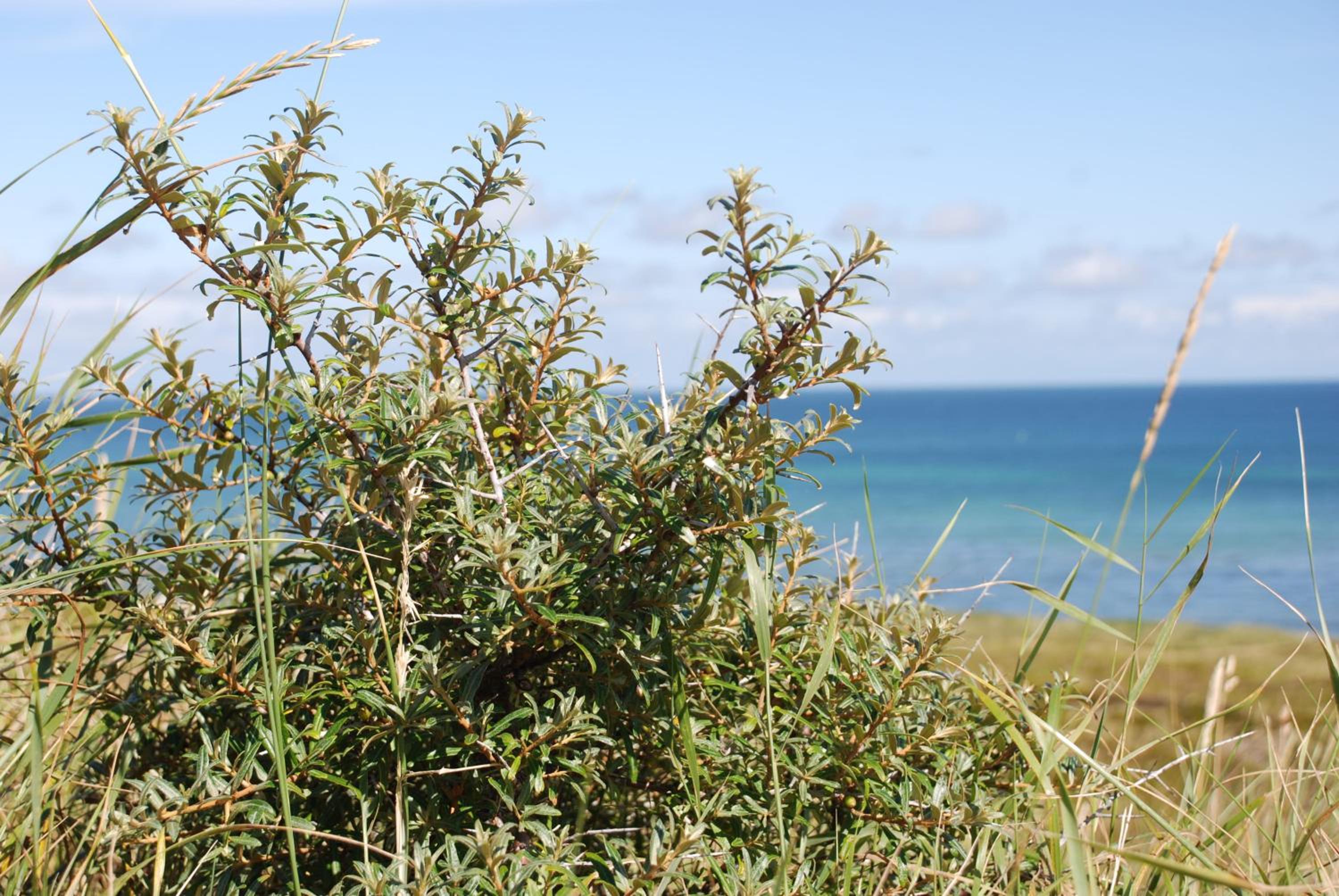 Sommerhus Farmen i Hanstholm