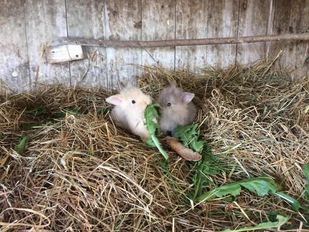 Schleipfnerhof Urlaub auf dem Bauernhof
