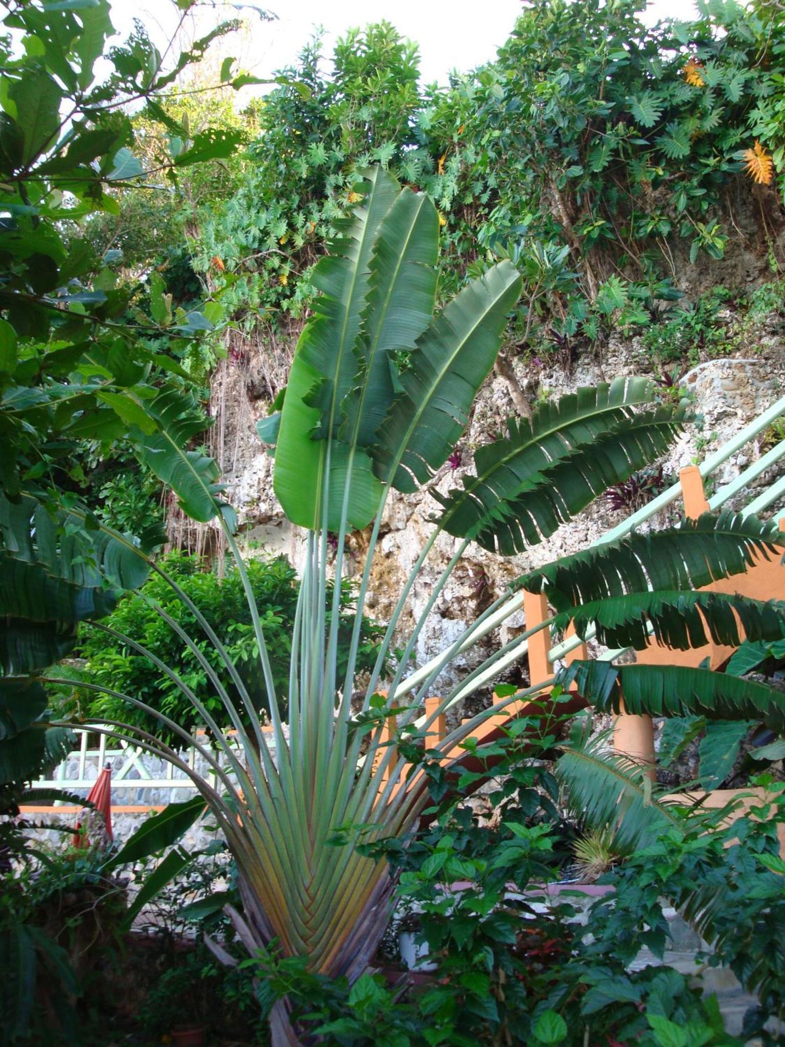Pimento Lodge Resort