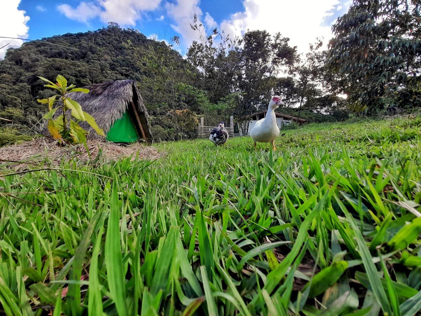 La Perla Negra Eco-Lodge & Hostel