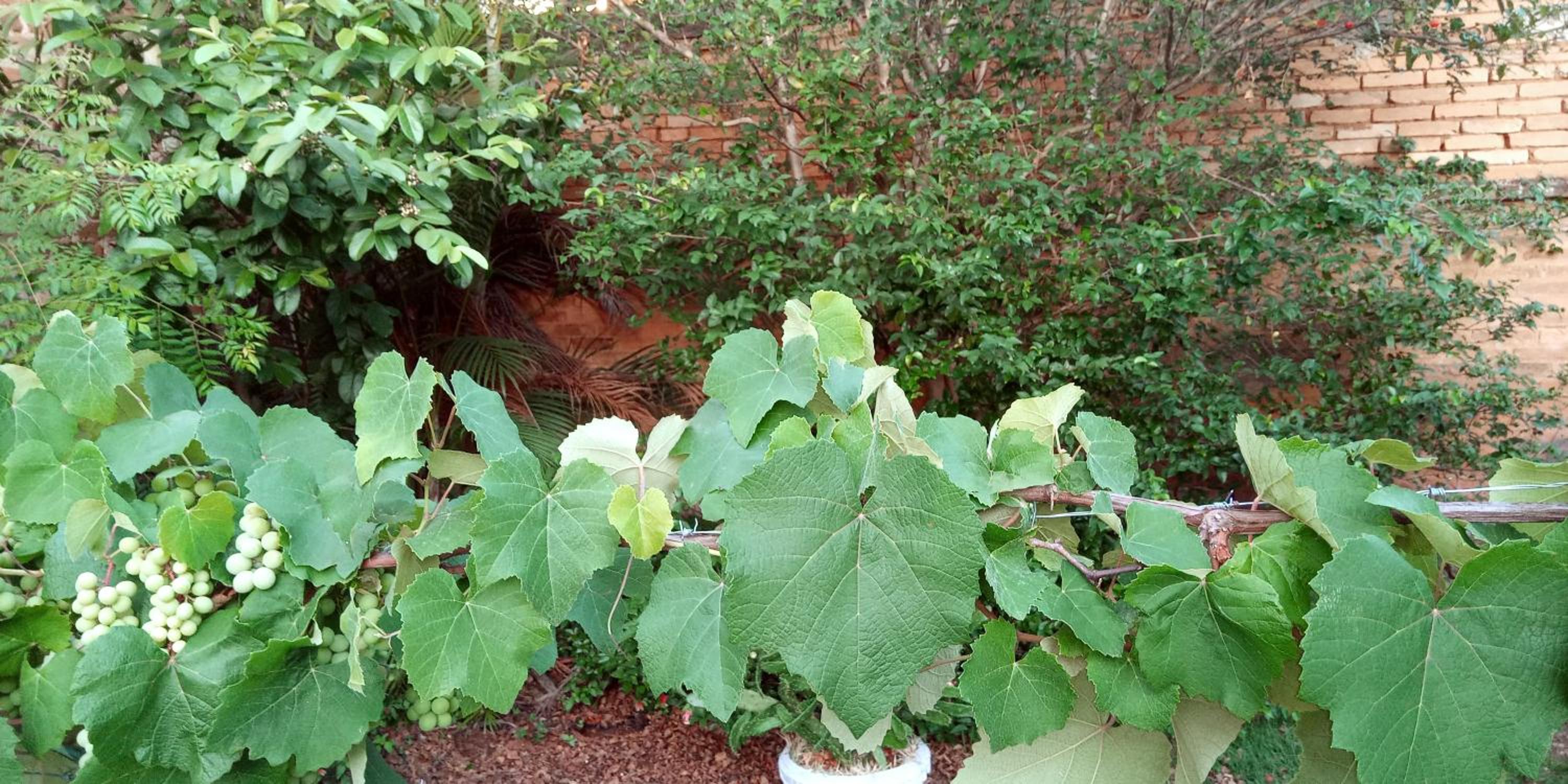 Photo 44