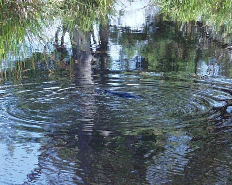 Platypus Park Country Retreat