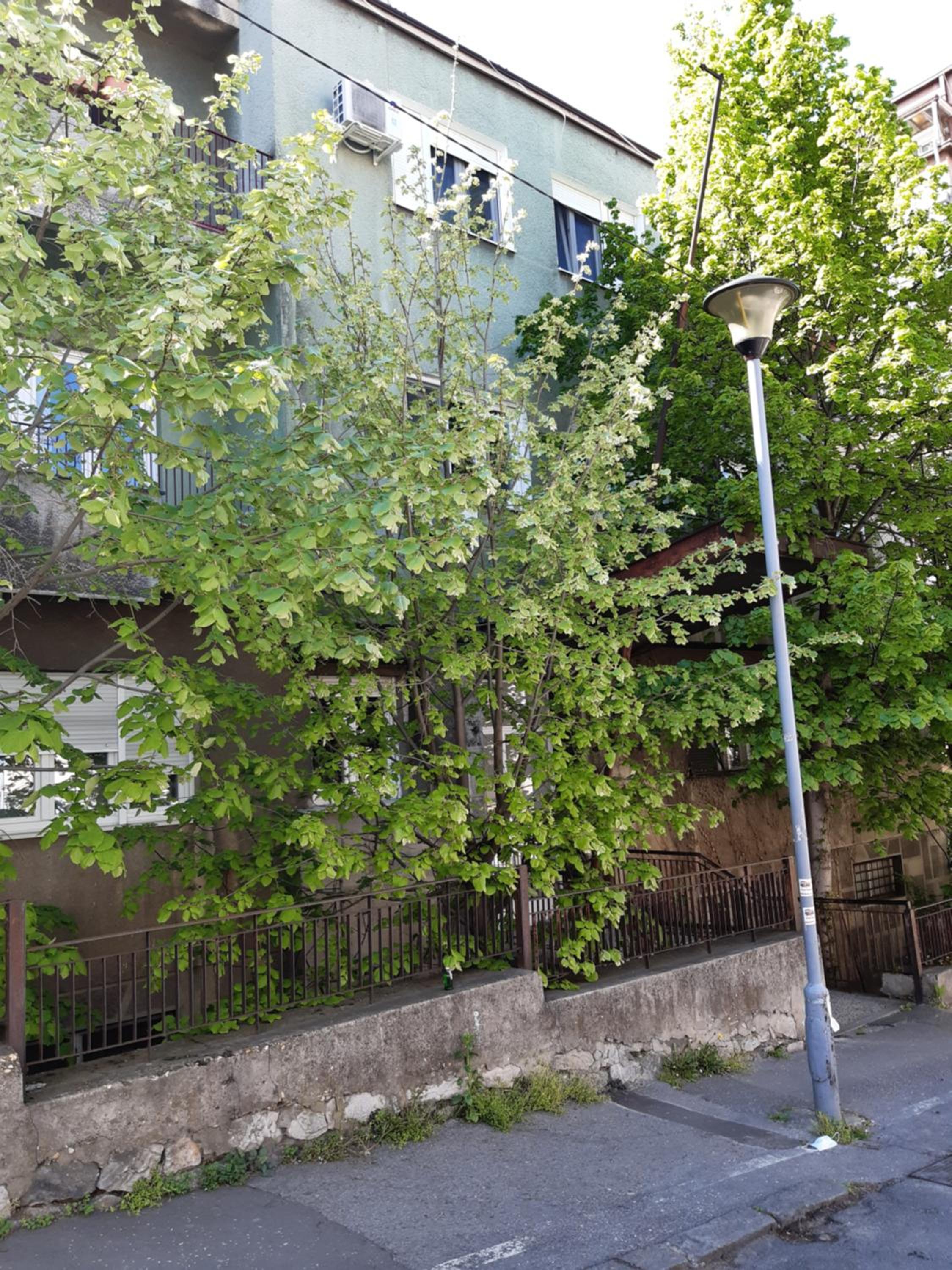 Photo 15