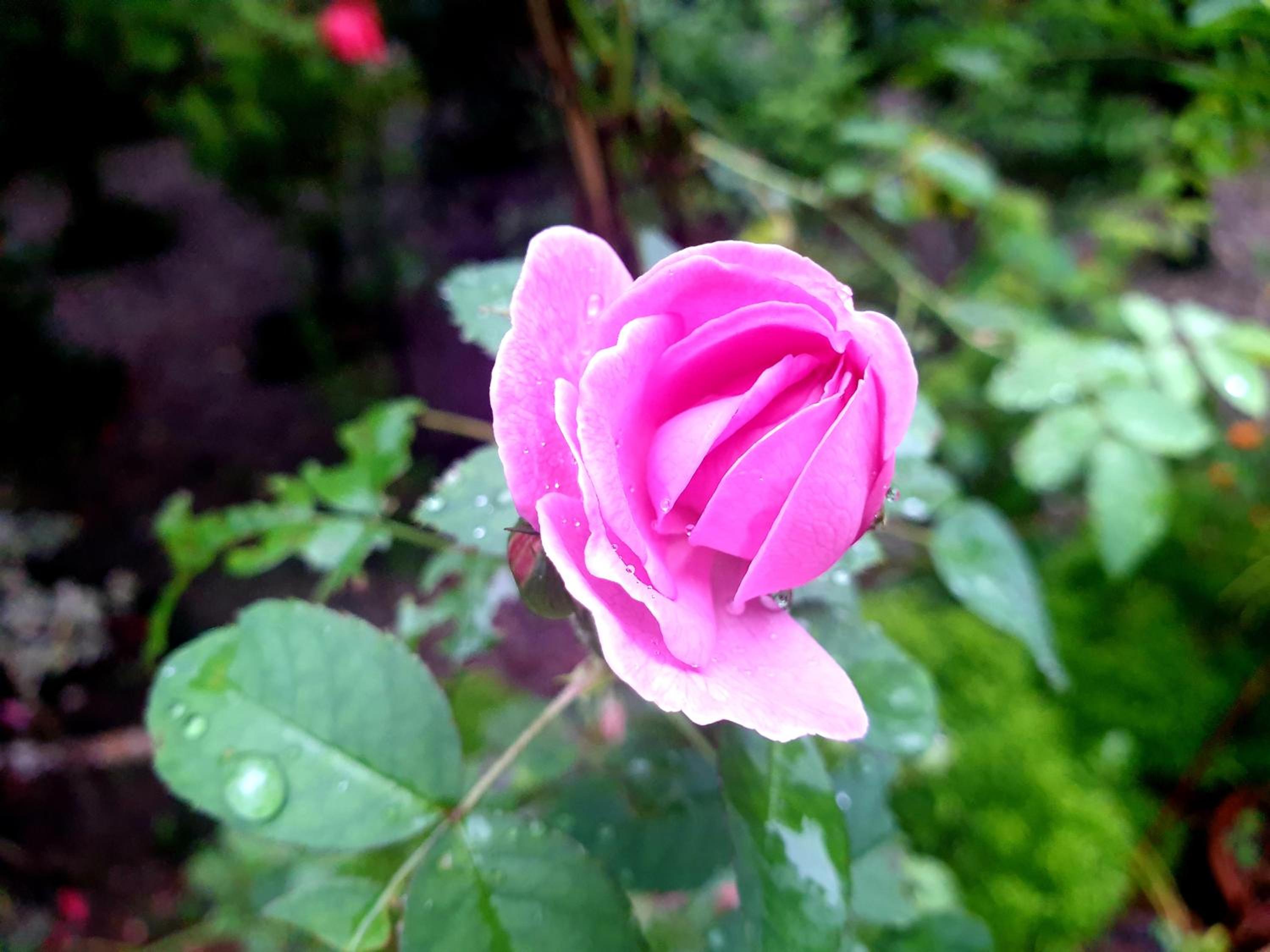 Photo 46